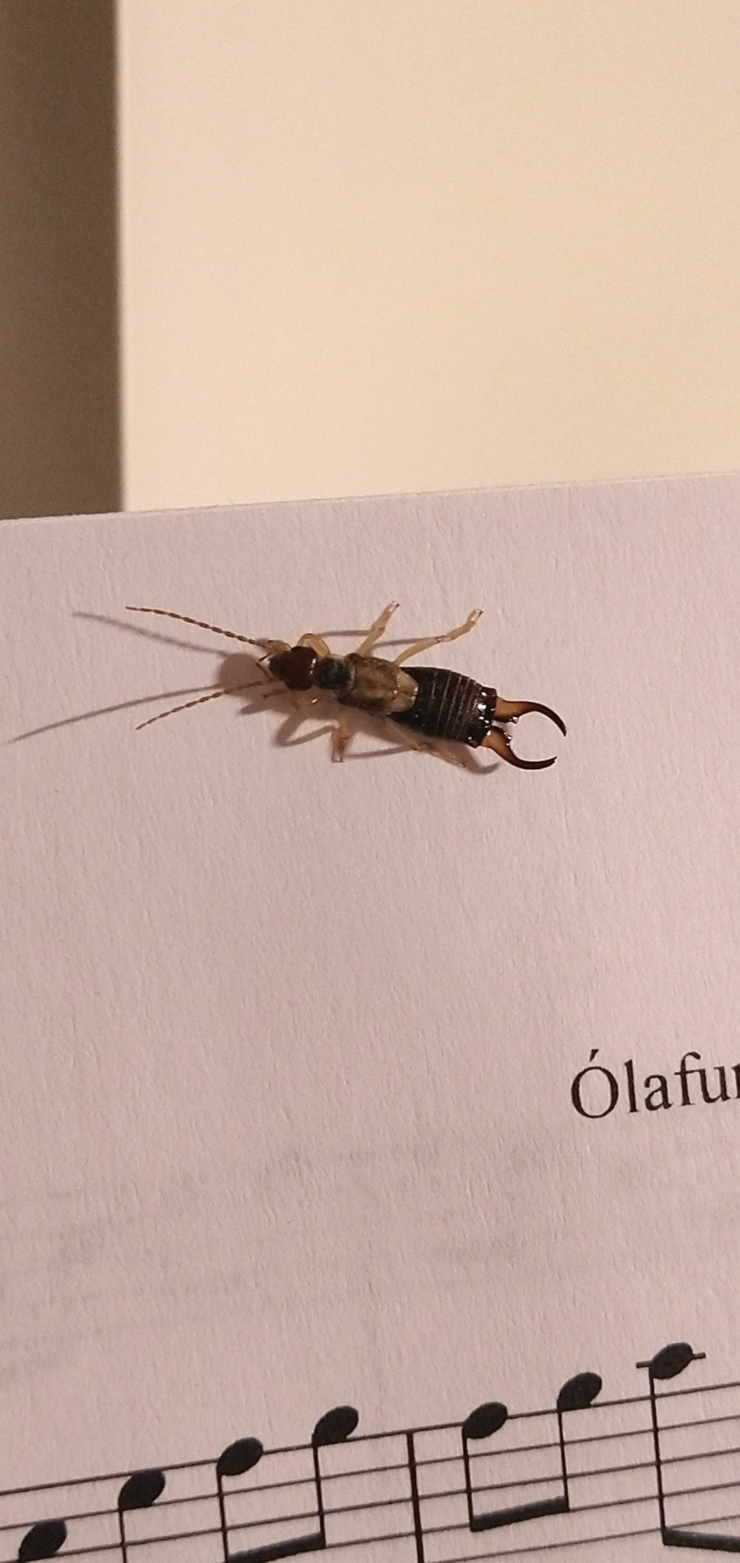 unidentified insect