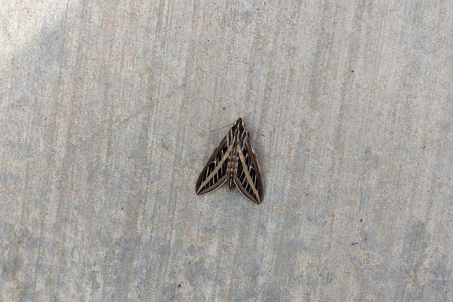 White-lined Sphinx
