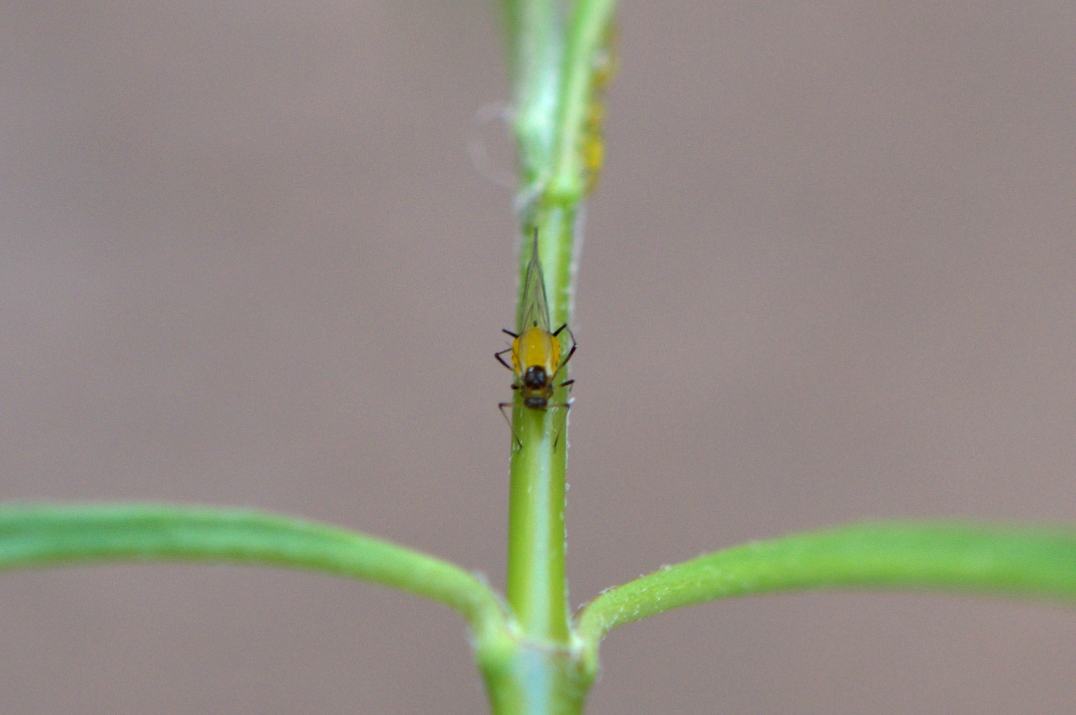 unidentified insect