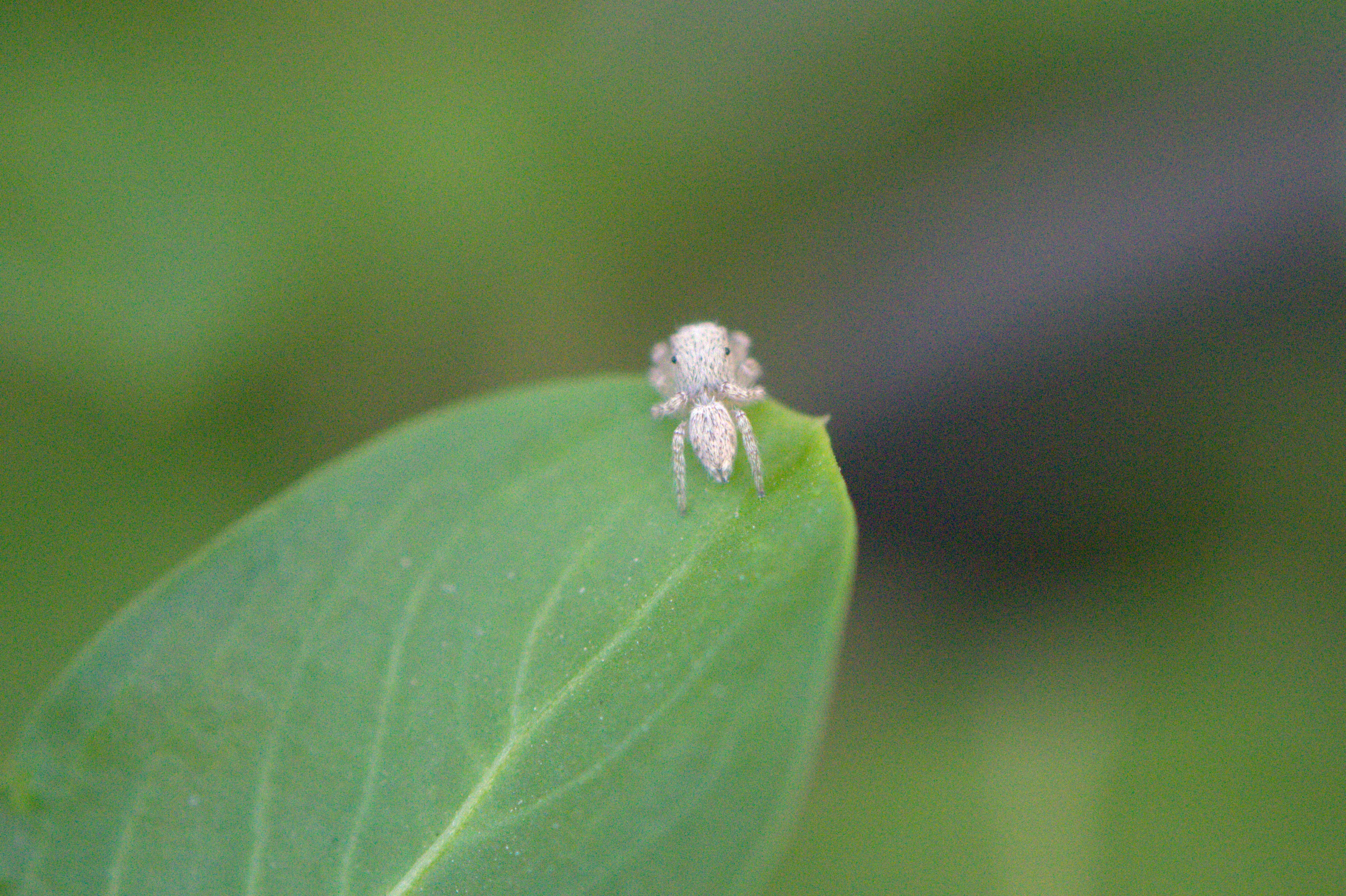 unidentified jumping spider