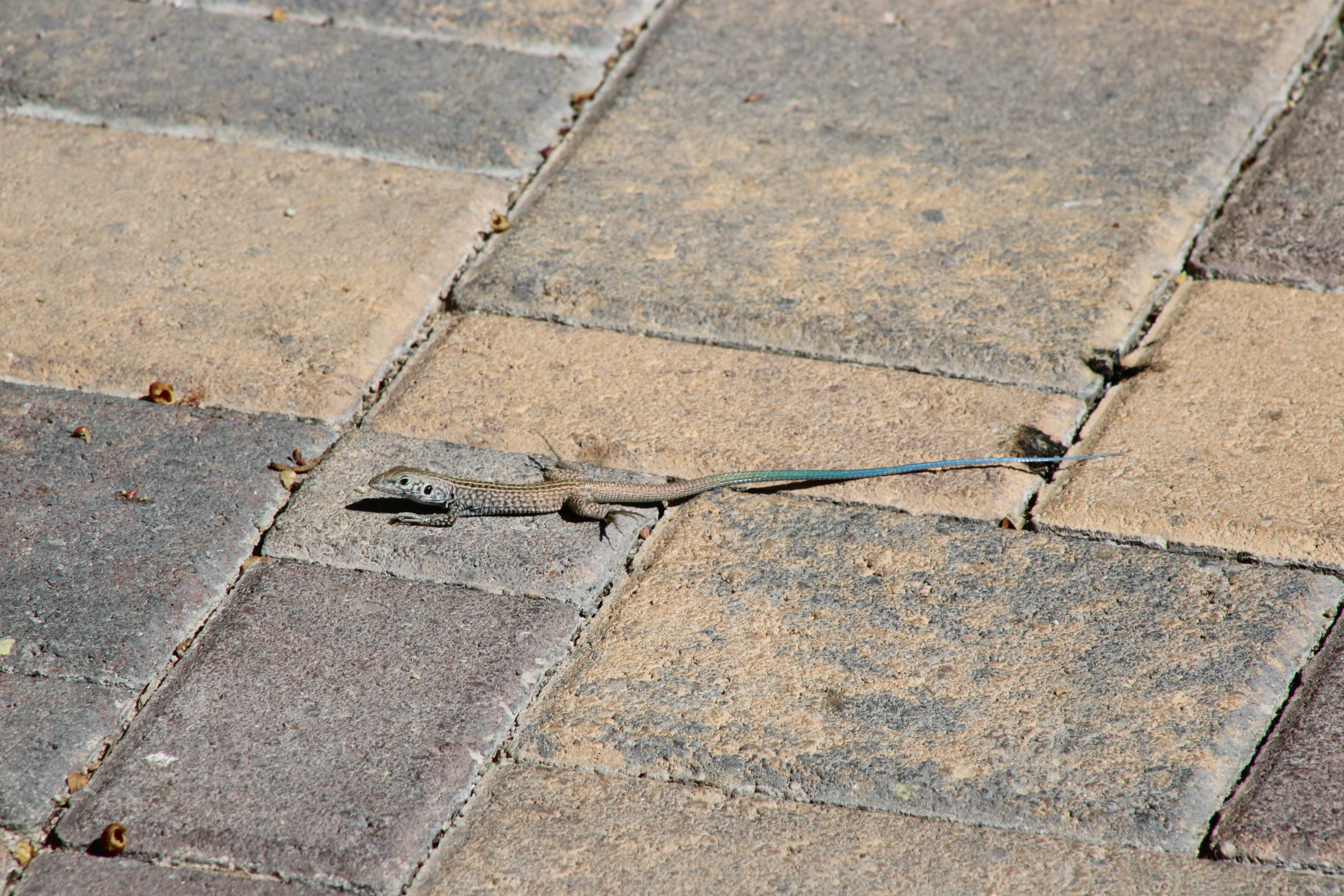 Western Whiptail