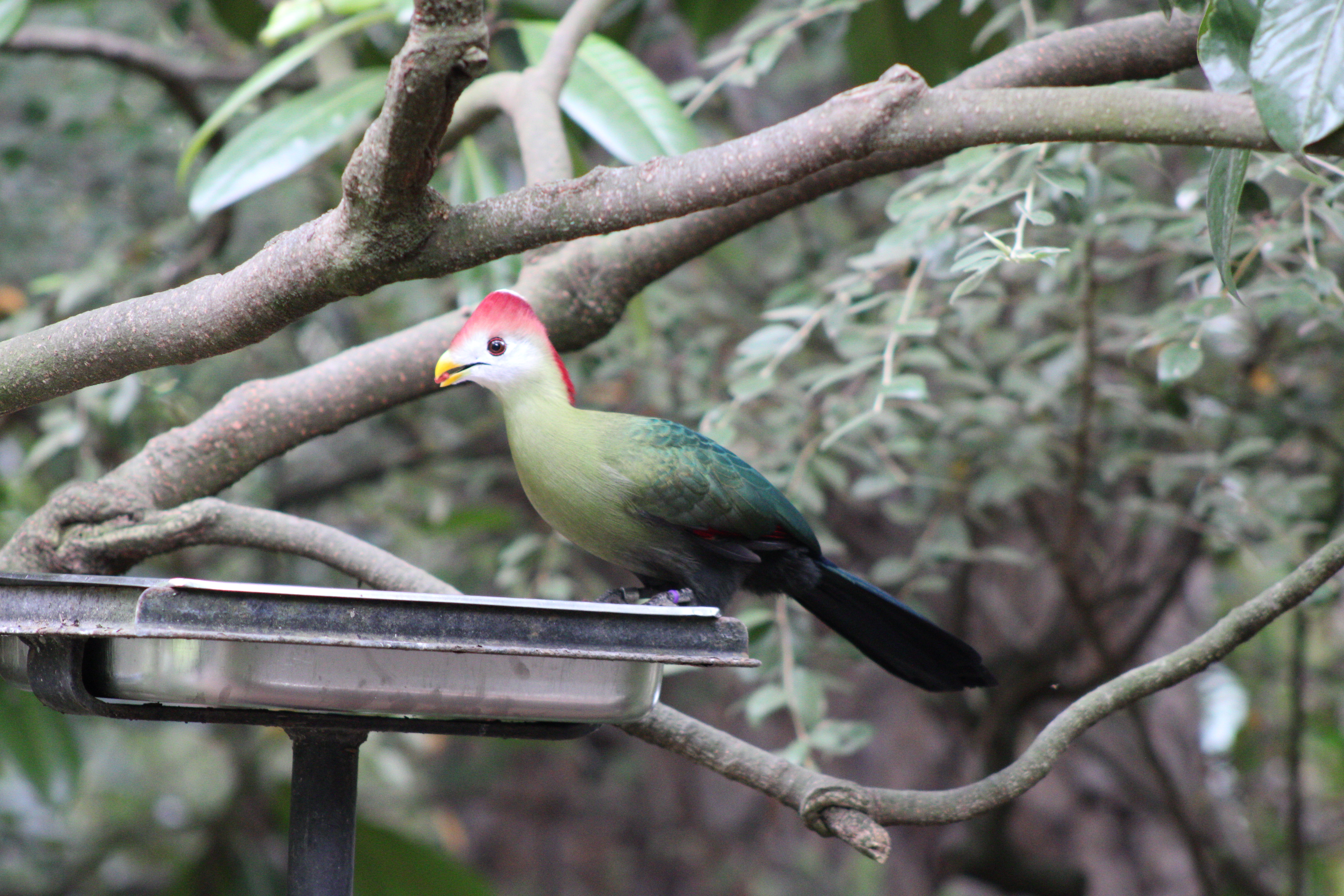 Red-crested Turaco