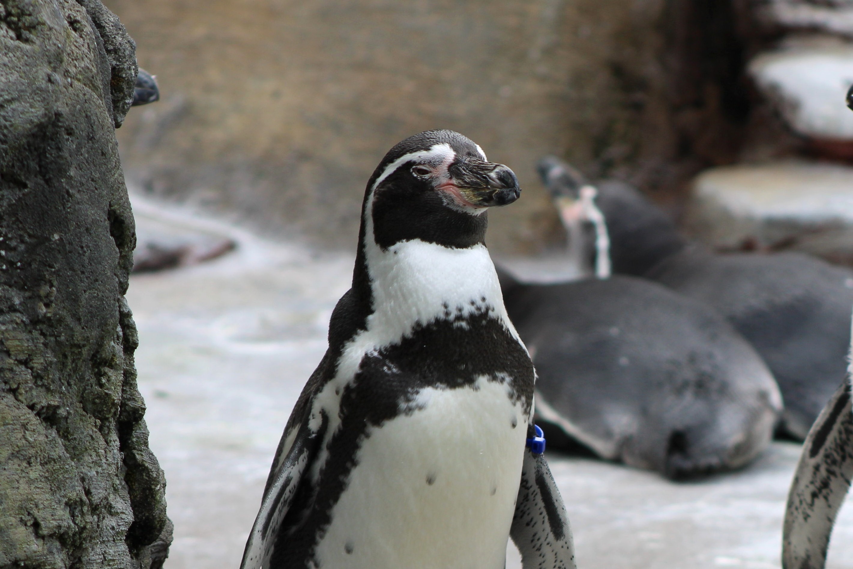 unidentified penguin