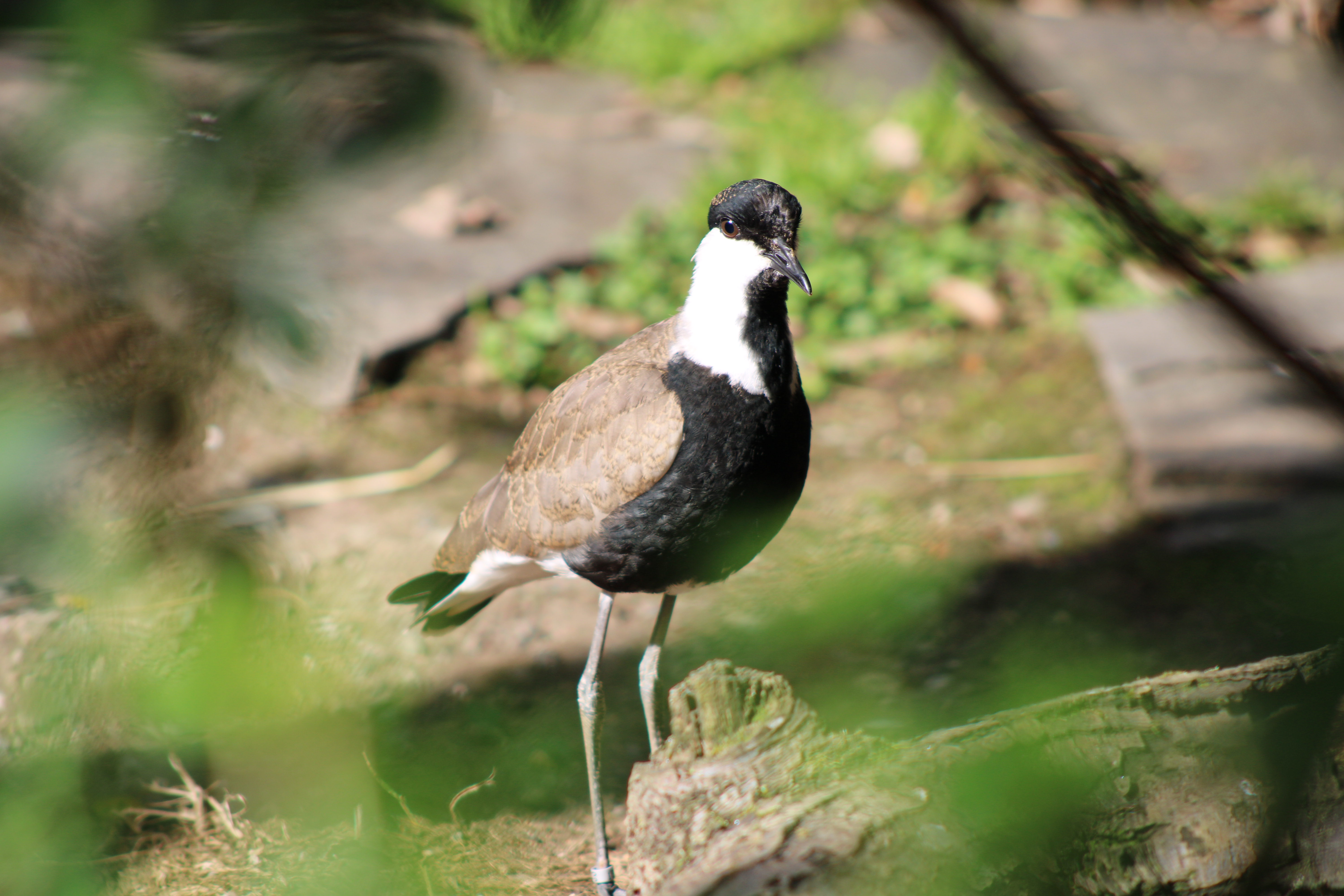 Spur-winged Lapwing