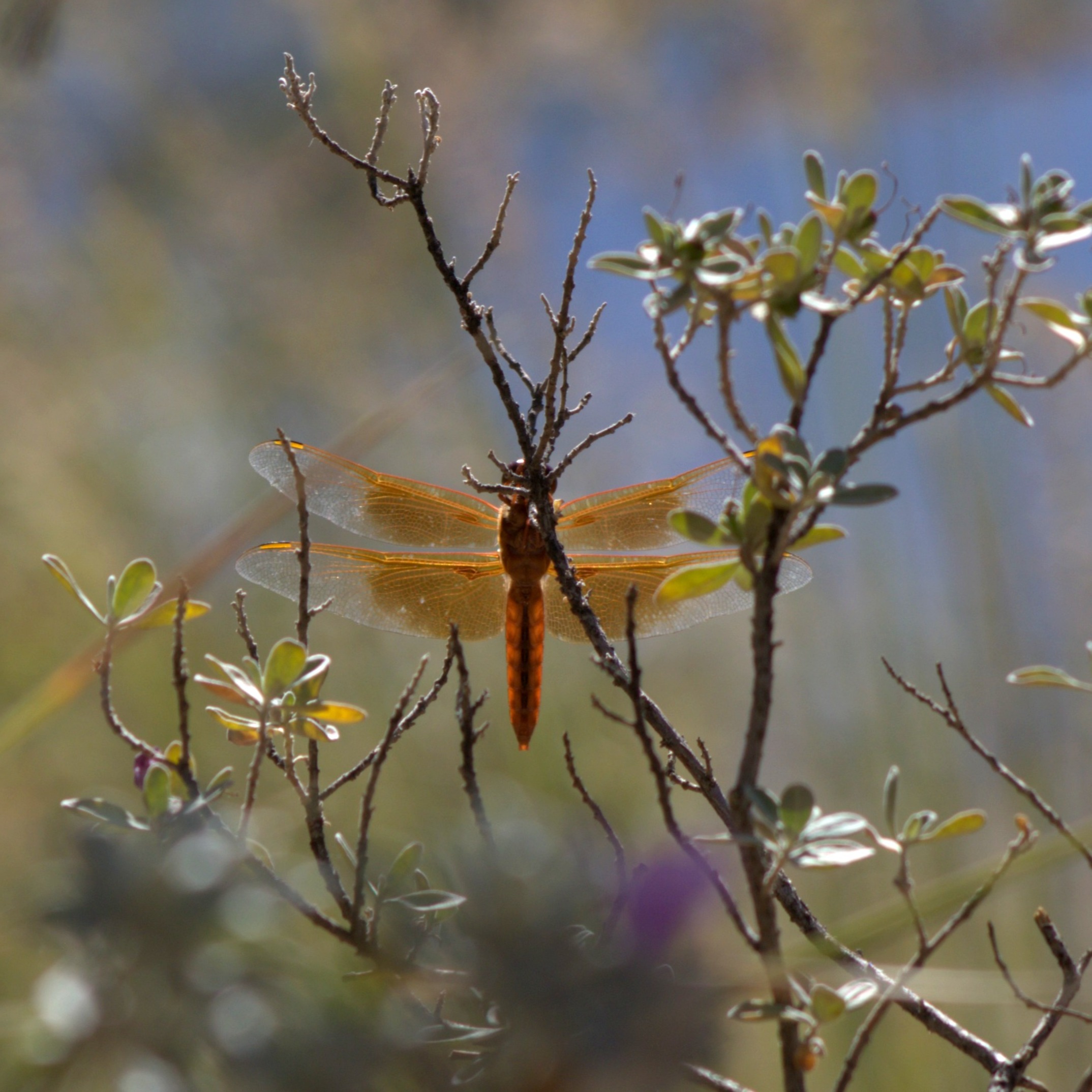 Flame Skimmer