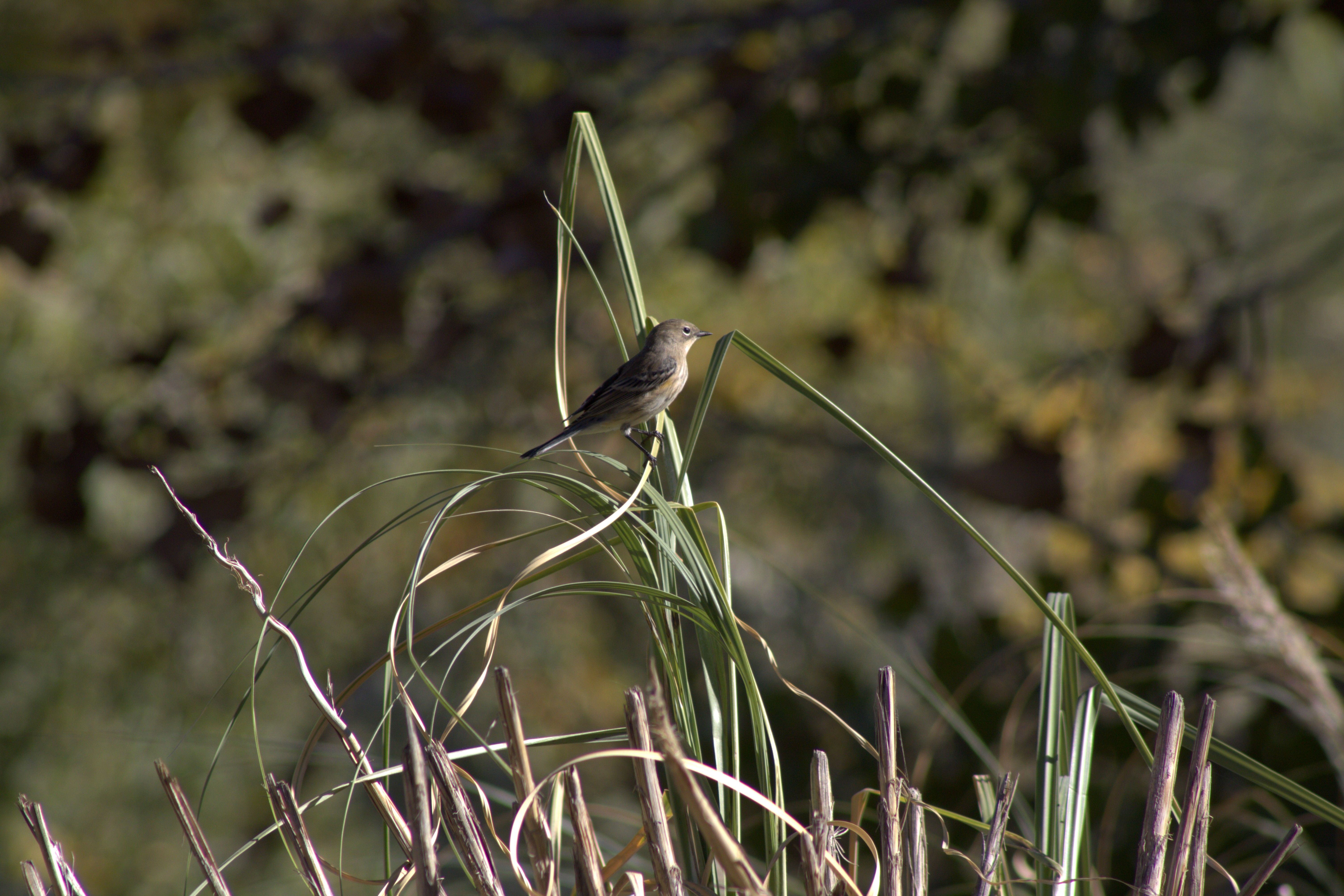 Yellow-rumped Warbler