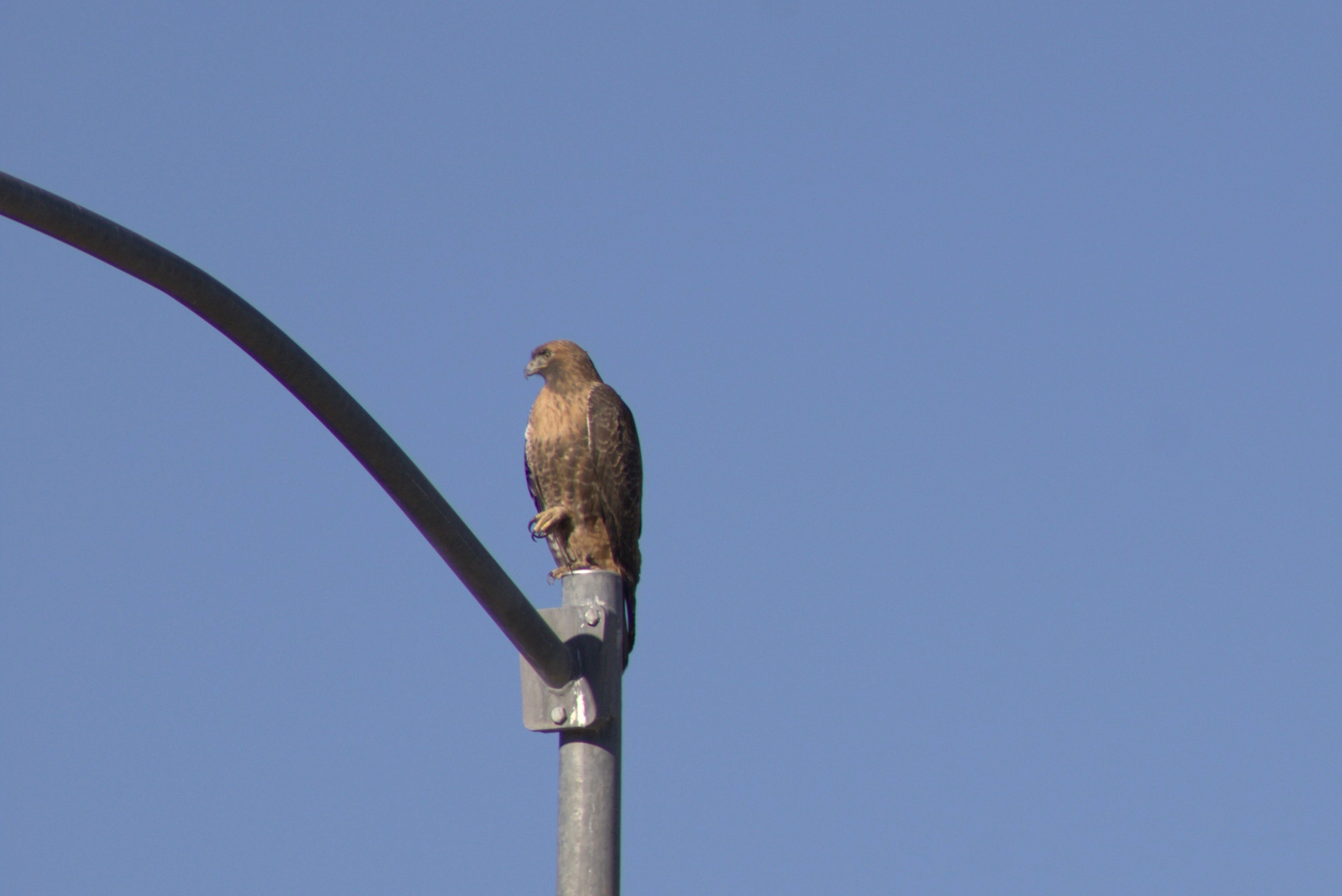 Red-tailed Hawk