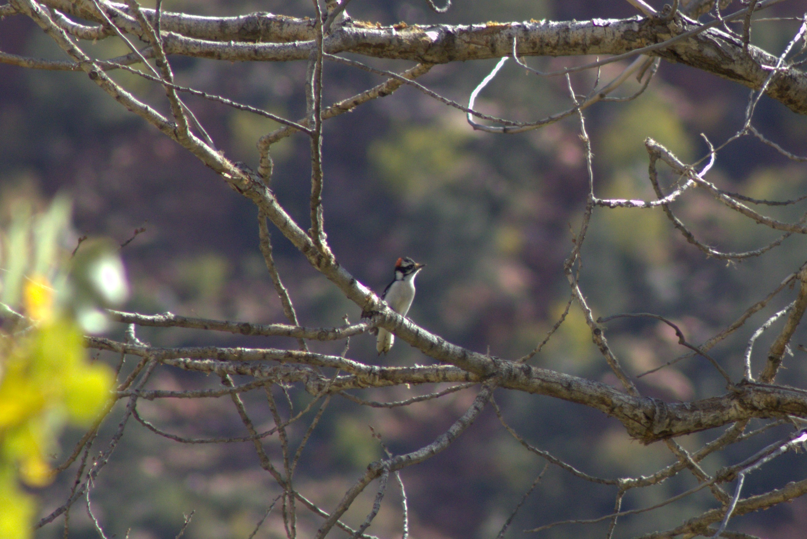 Downy Woodpecker