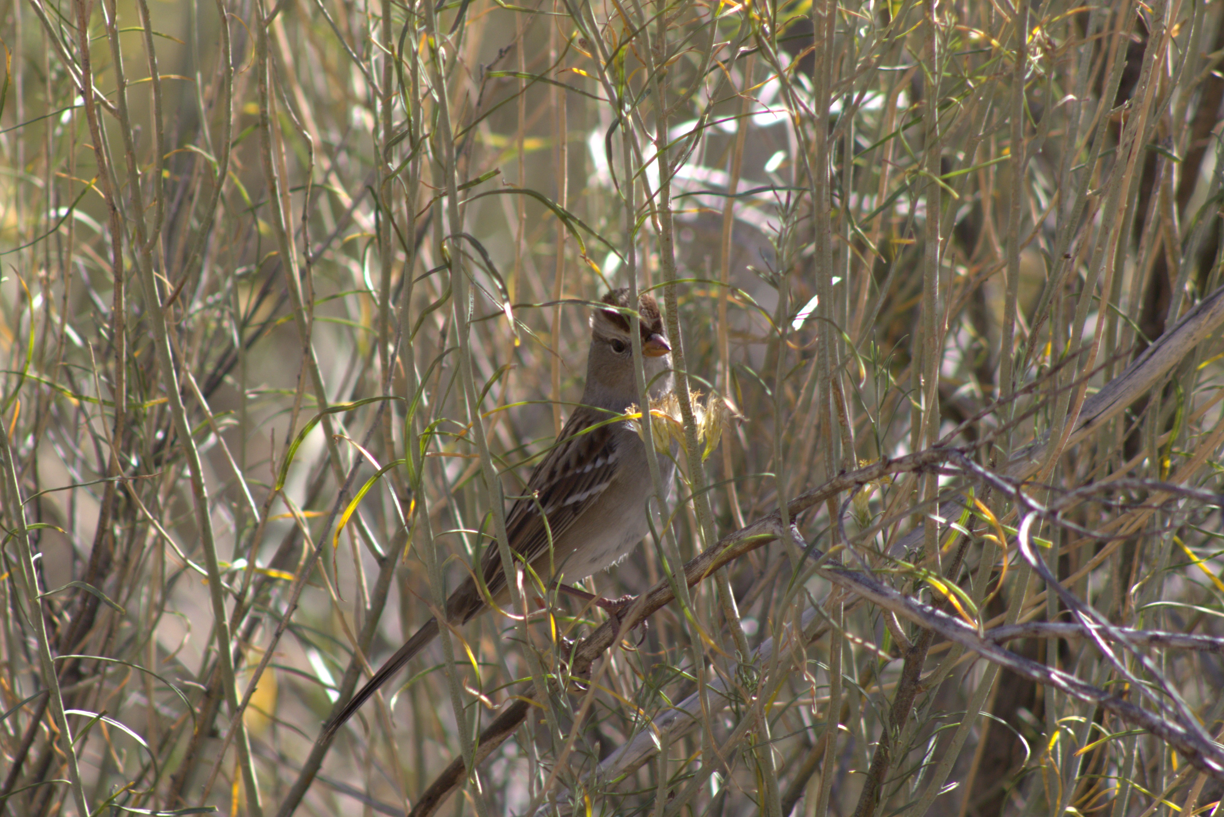 White-crowned Sparrow