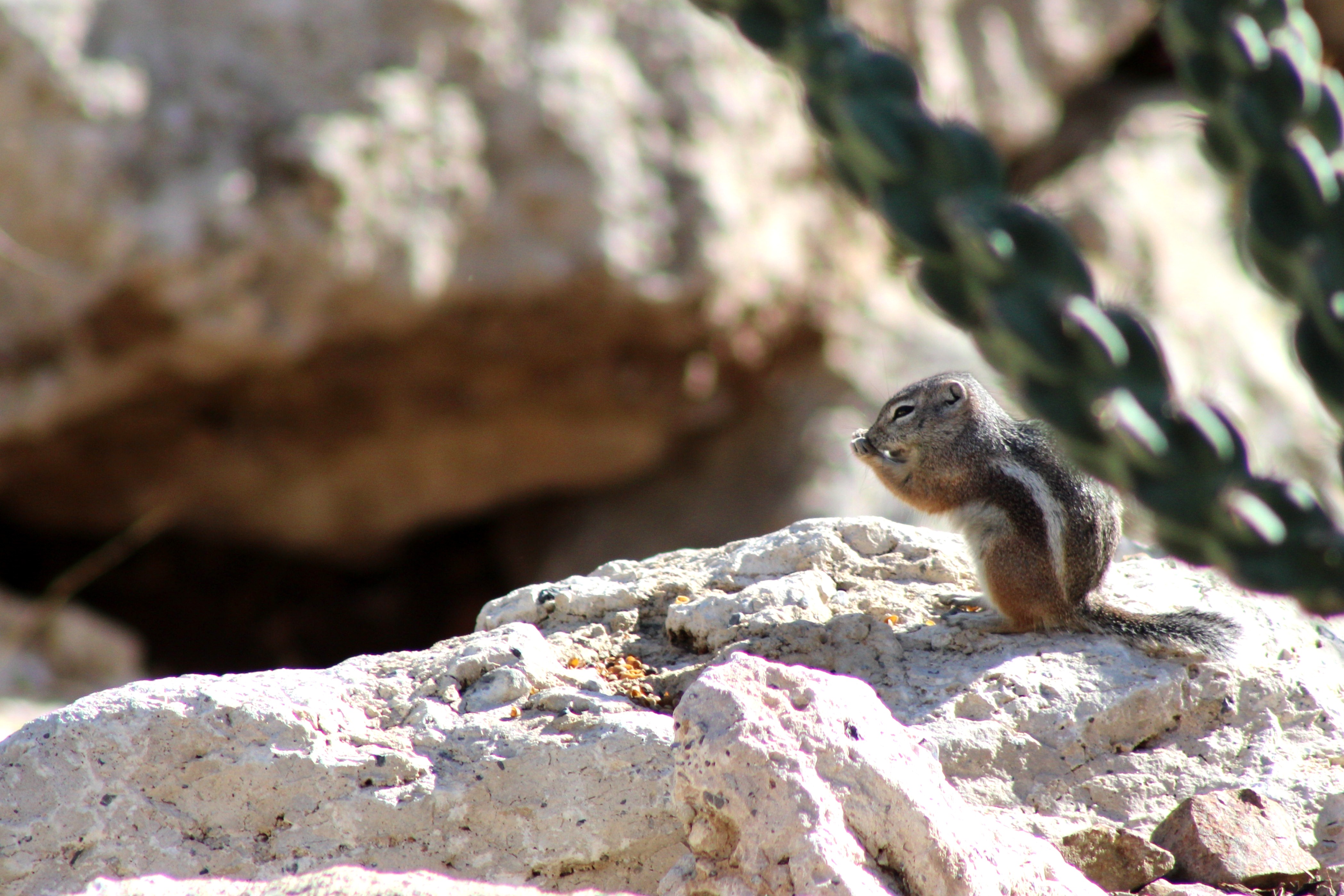 White-tailed Antelope Squirrel