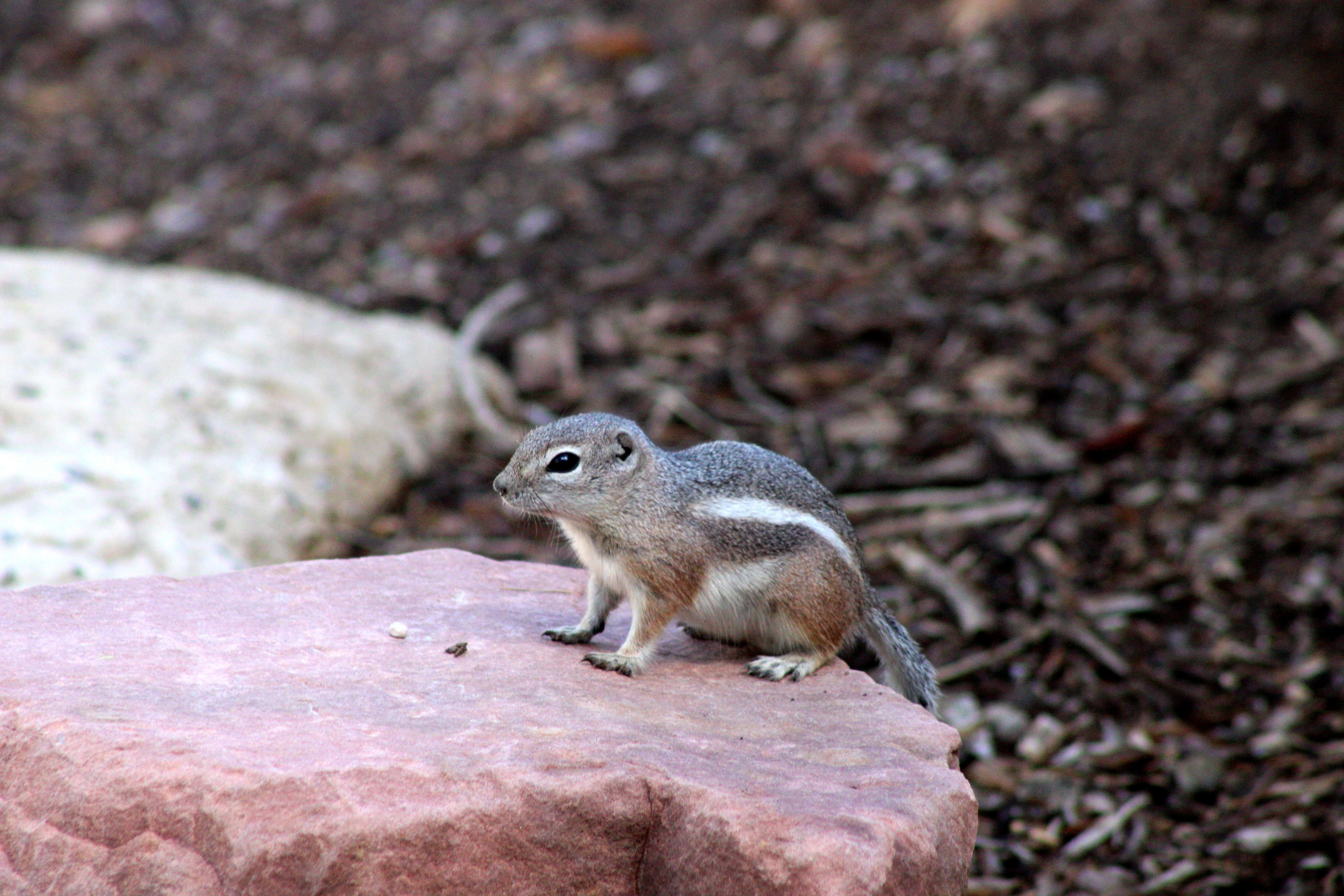 White-tailed Antelope Squirrel