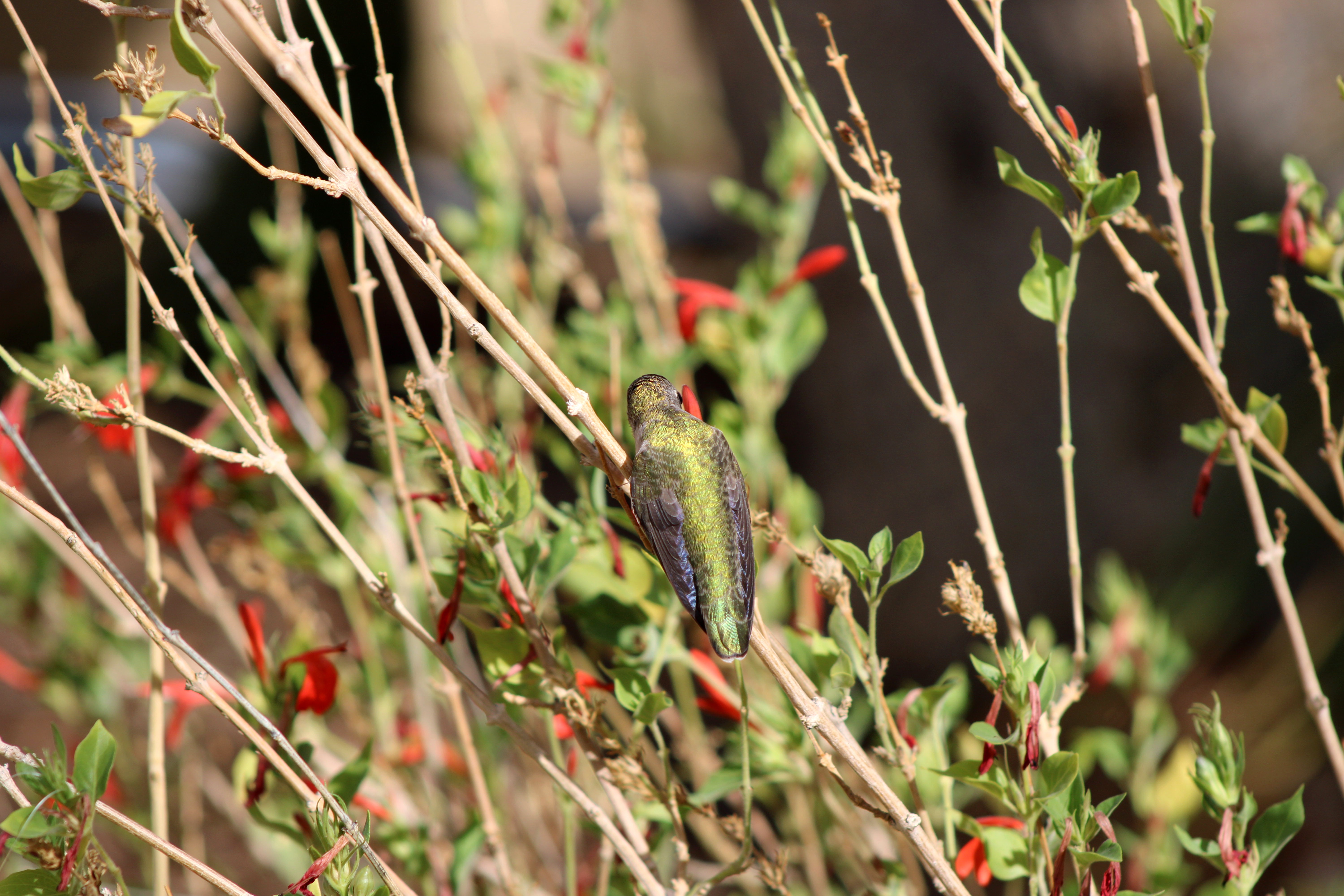 Anna's Hummingbird
