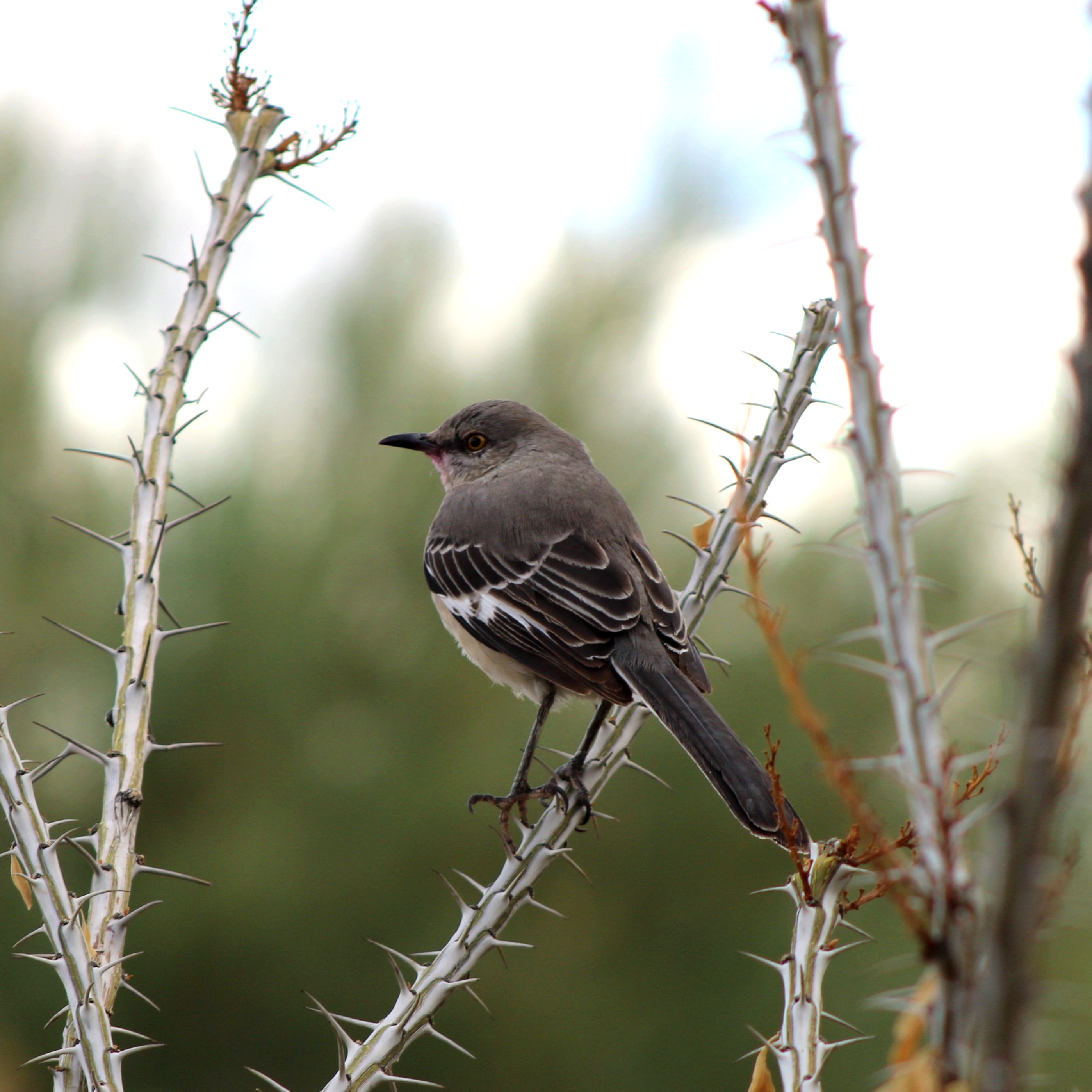 Northern Mockingbird