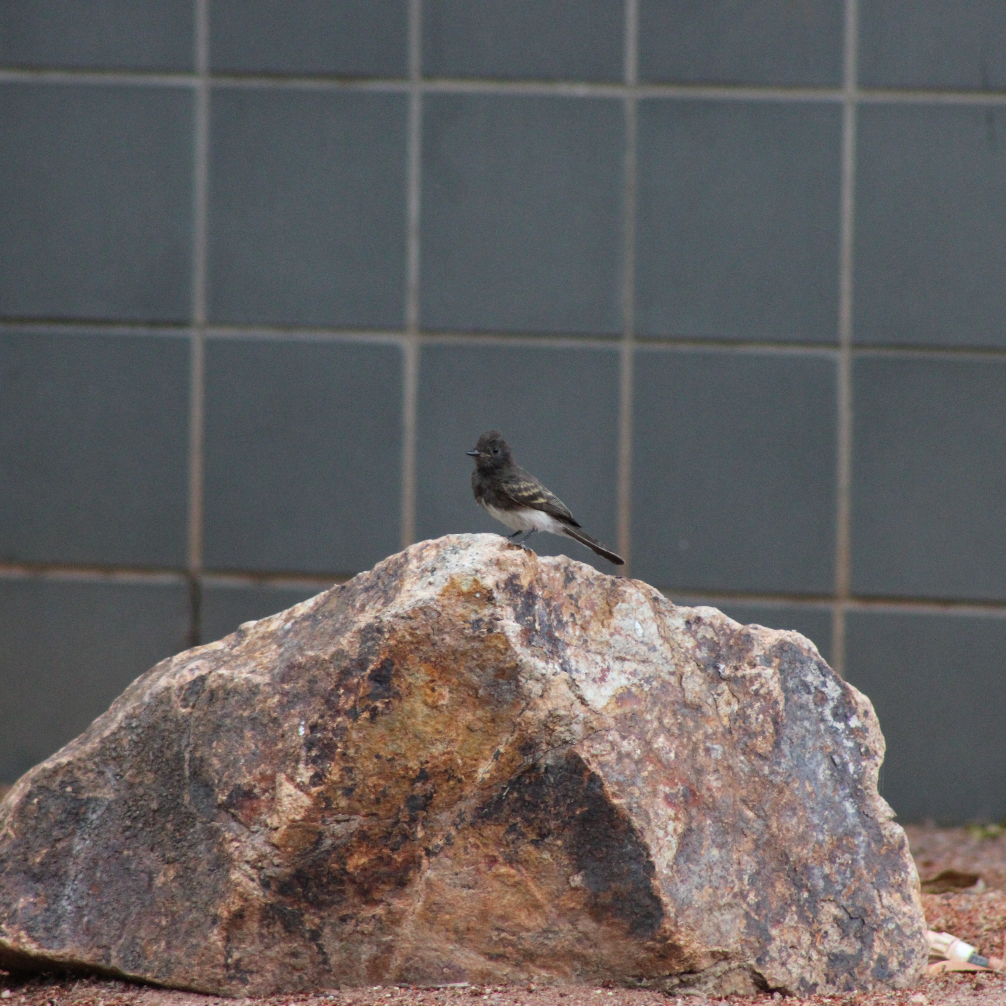 Black Phoebe