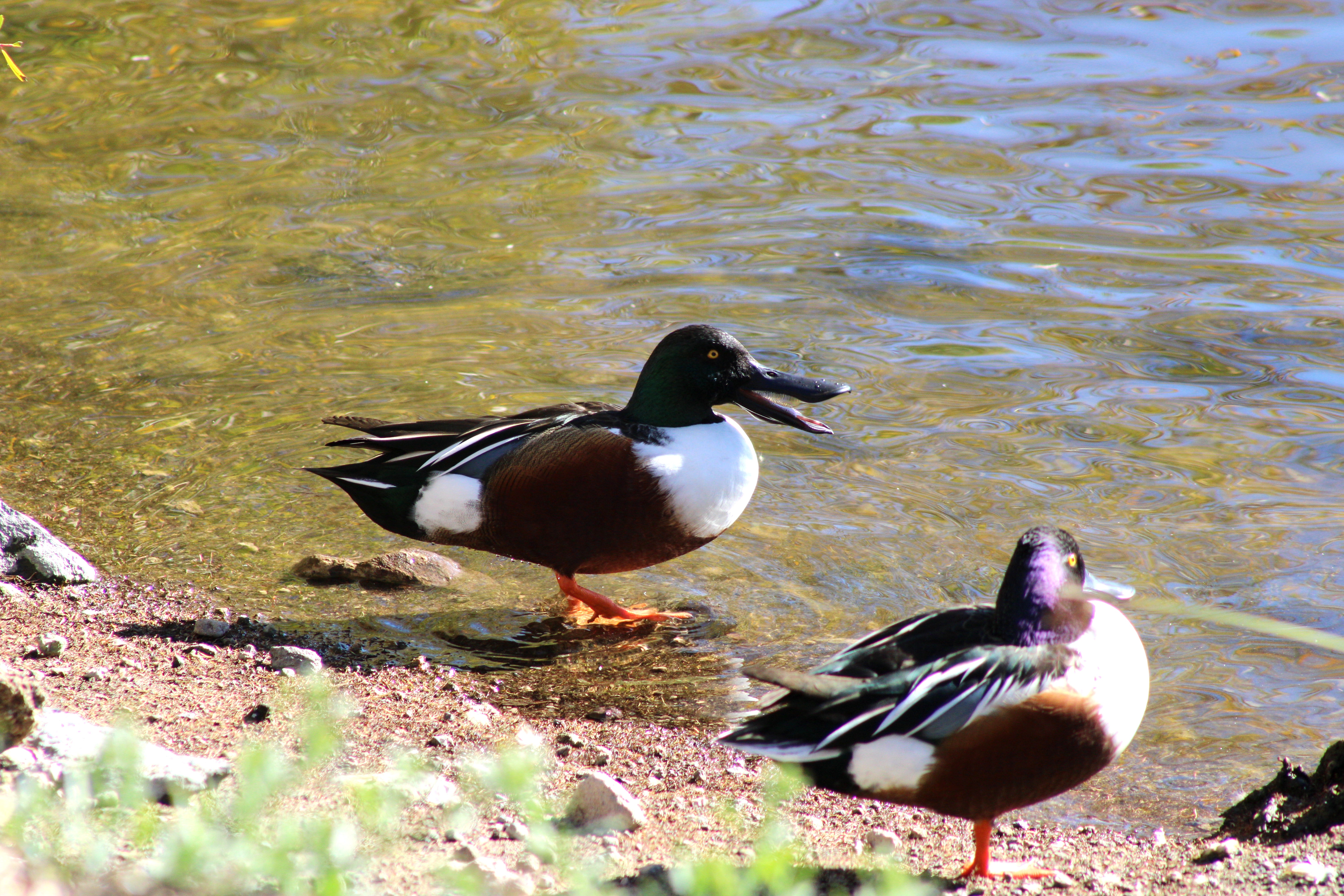 Northern Shoveler