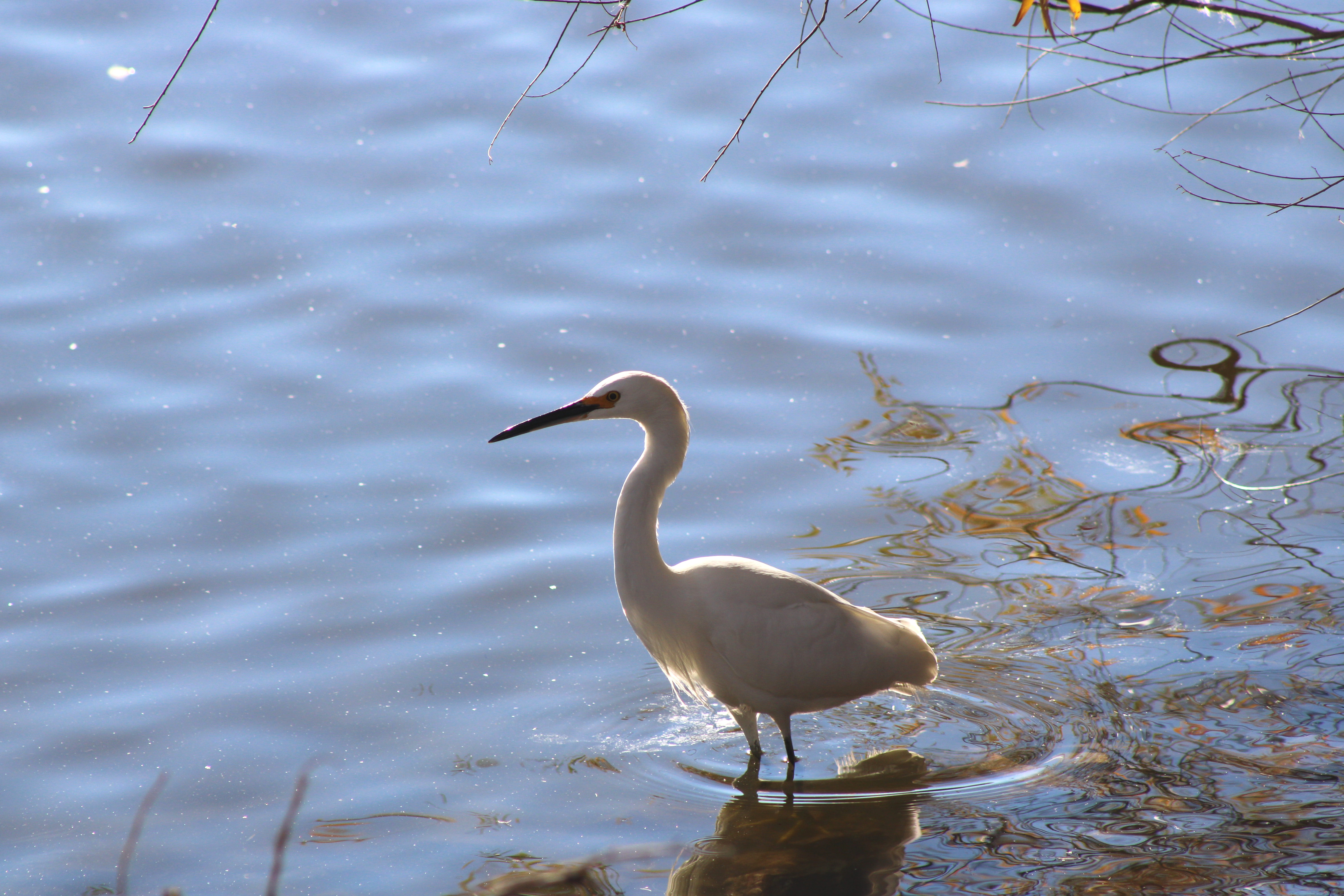 Snowy Egret