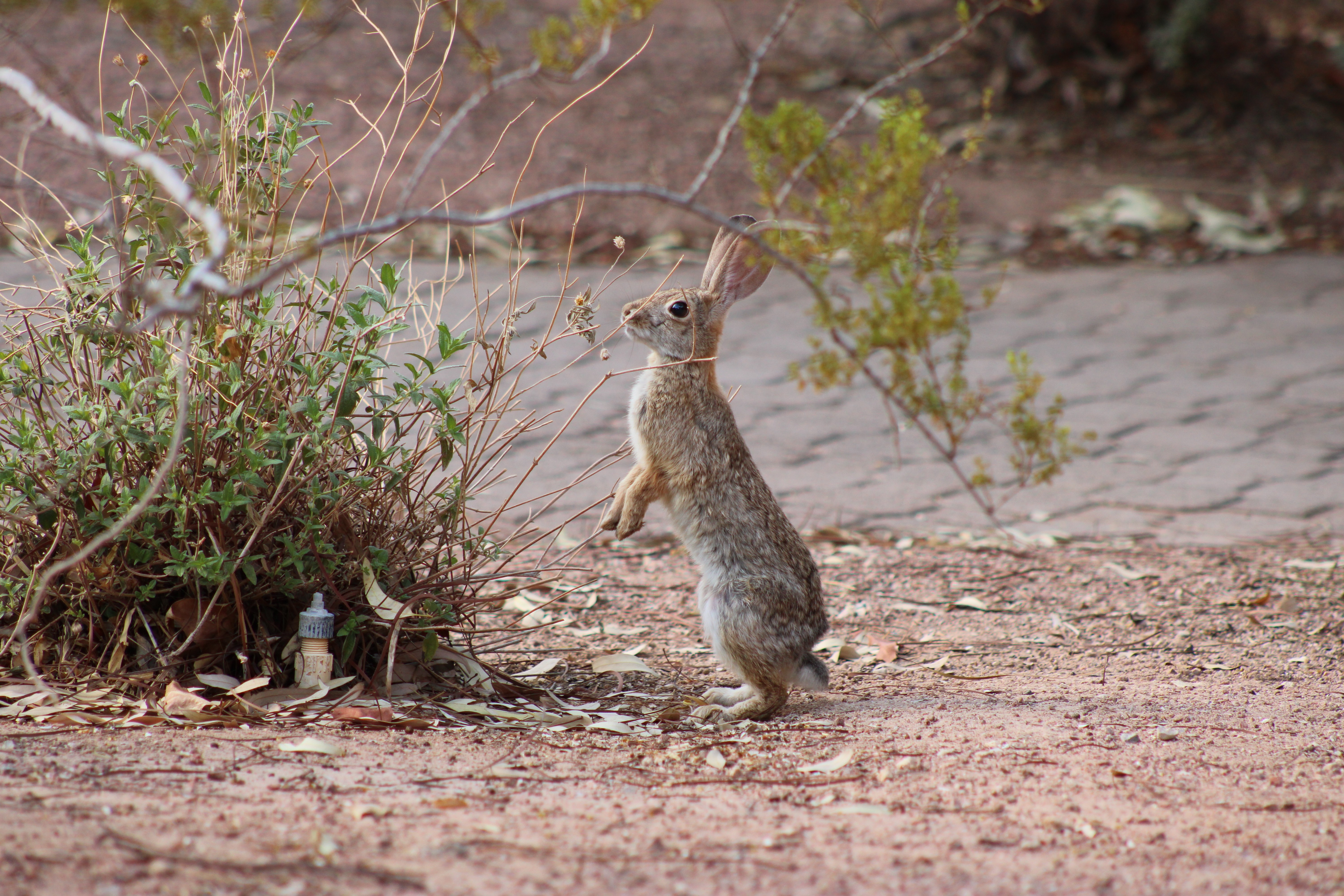 Desert Cottontail