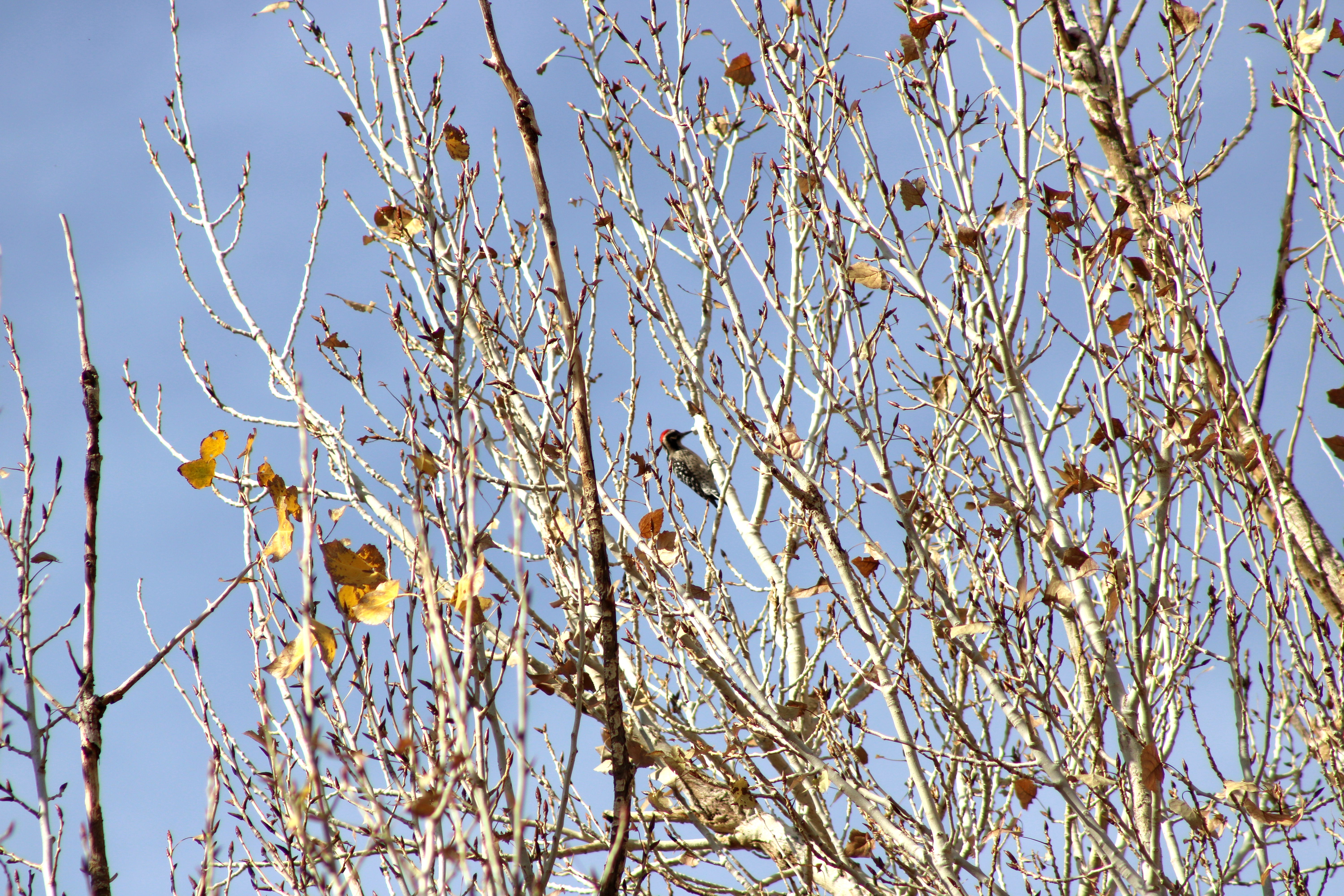 Ladder-backed Woodpecker