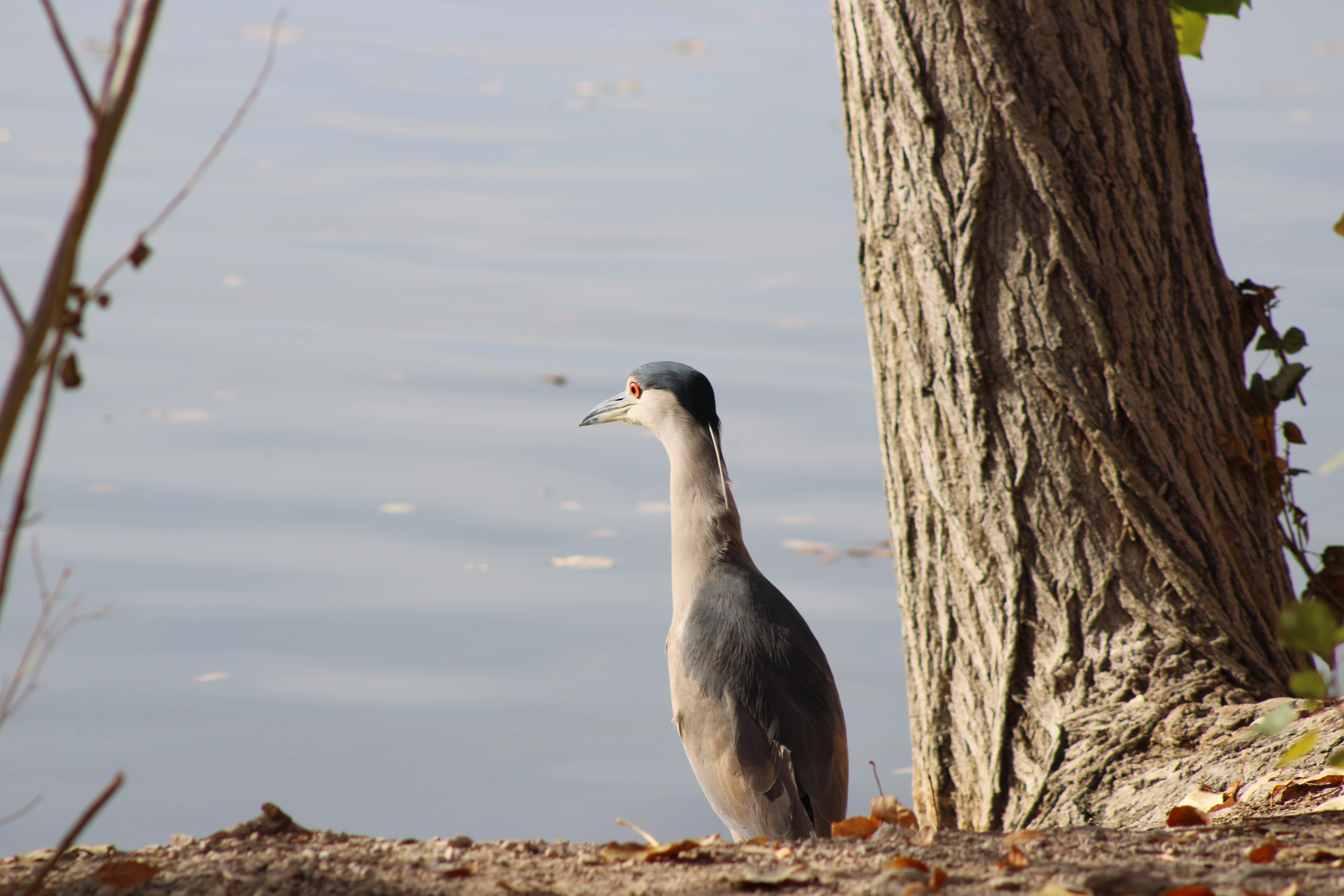 Black-crowned Night Heron