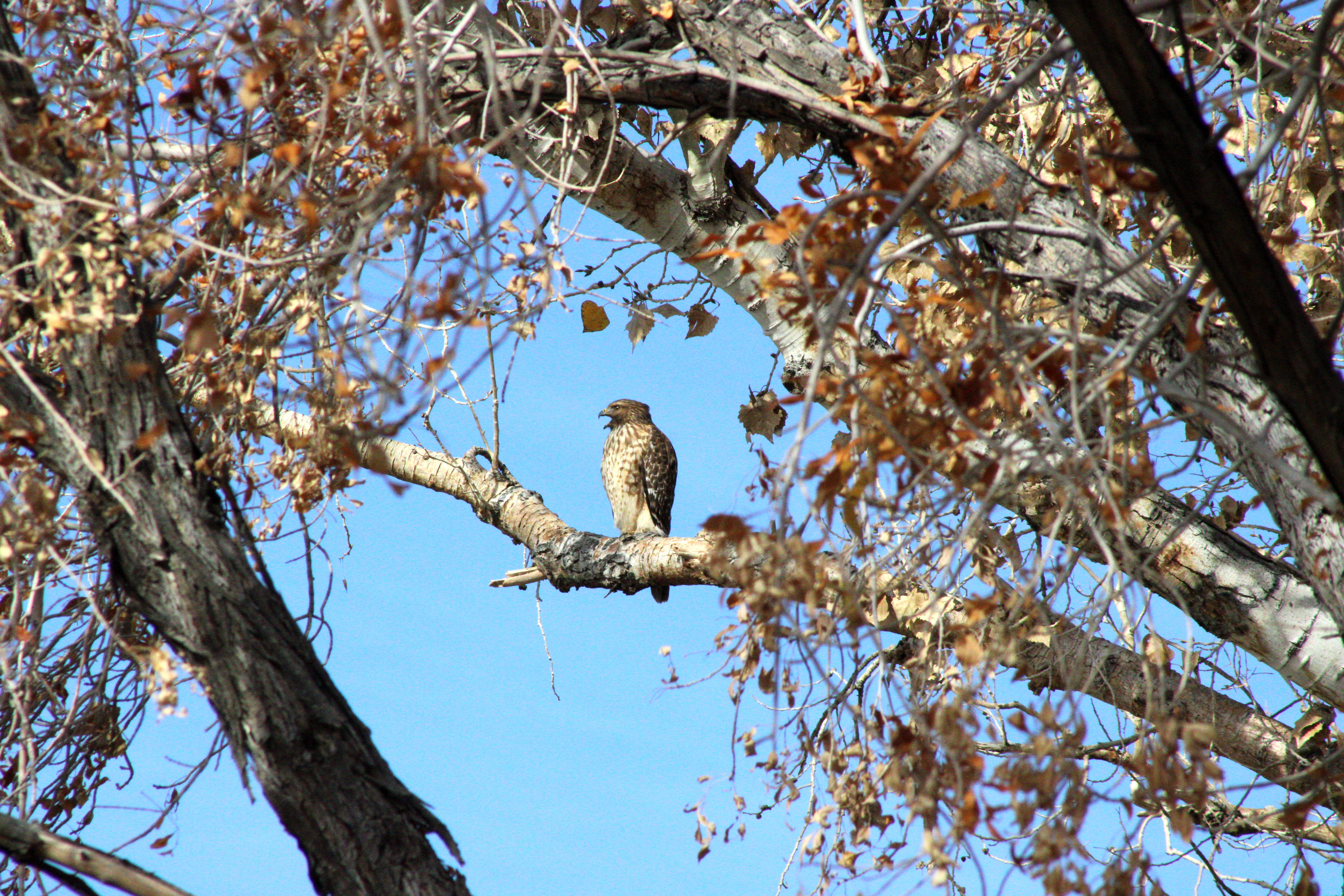 Red-shouldered Hawk