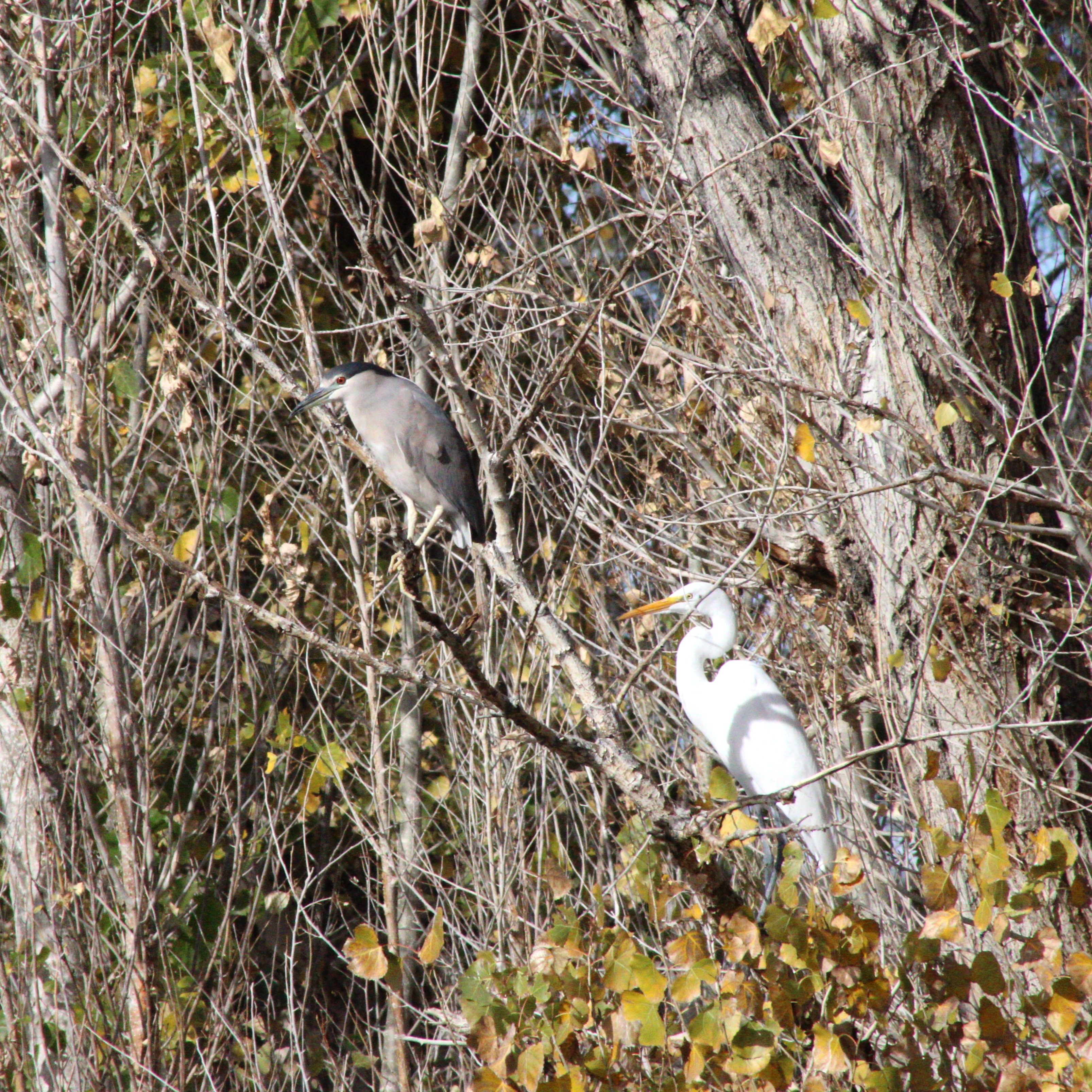 Black-crowned Night Heron (left), Great Egret (right)