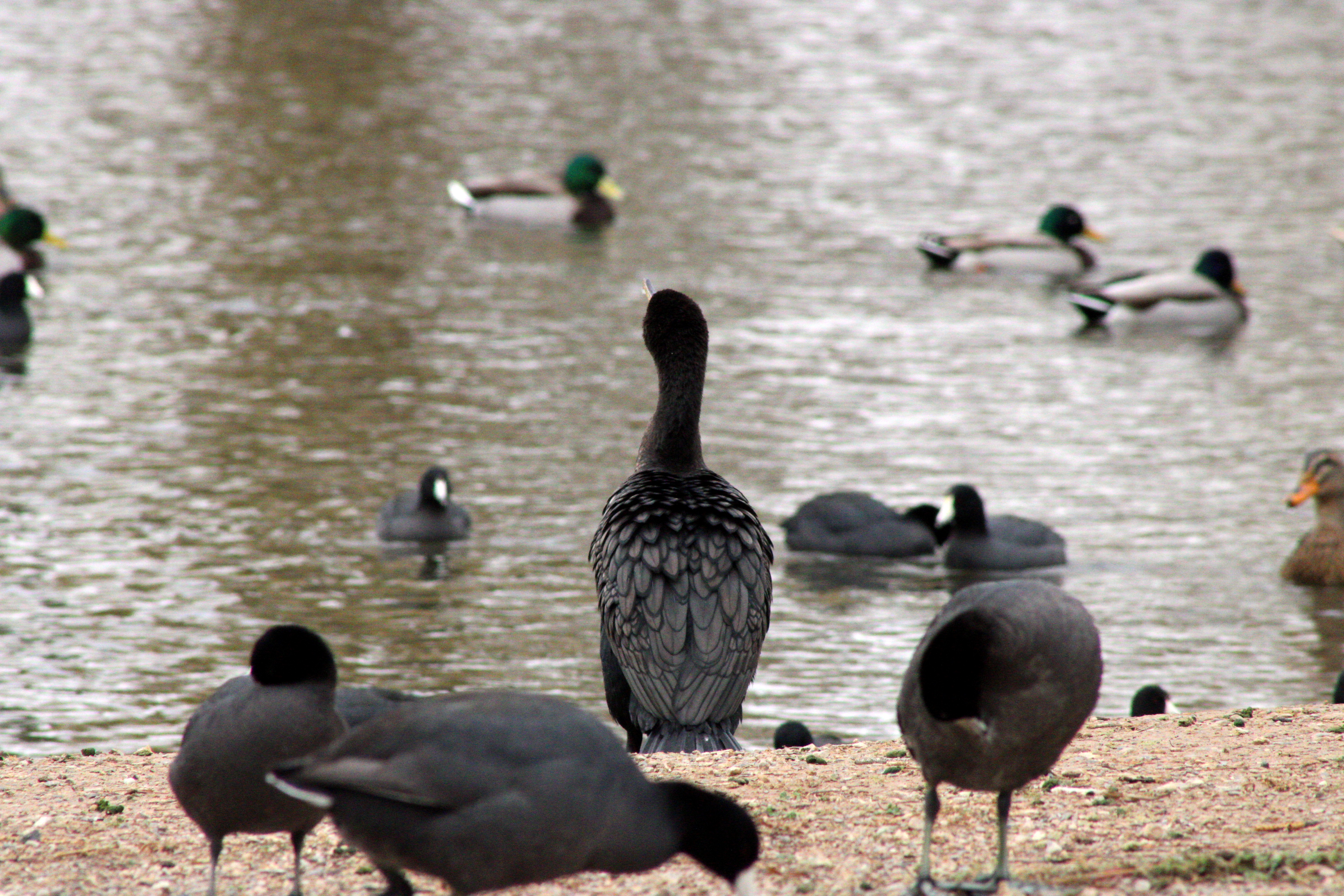 Double-crested Cormorant