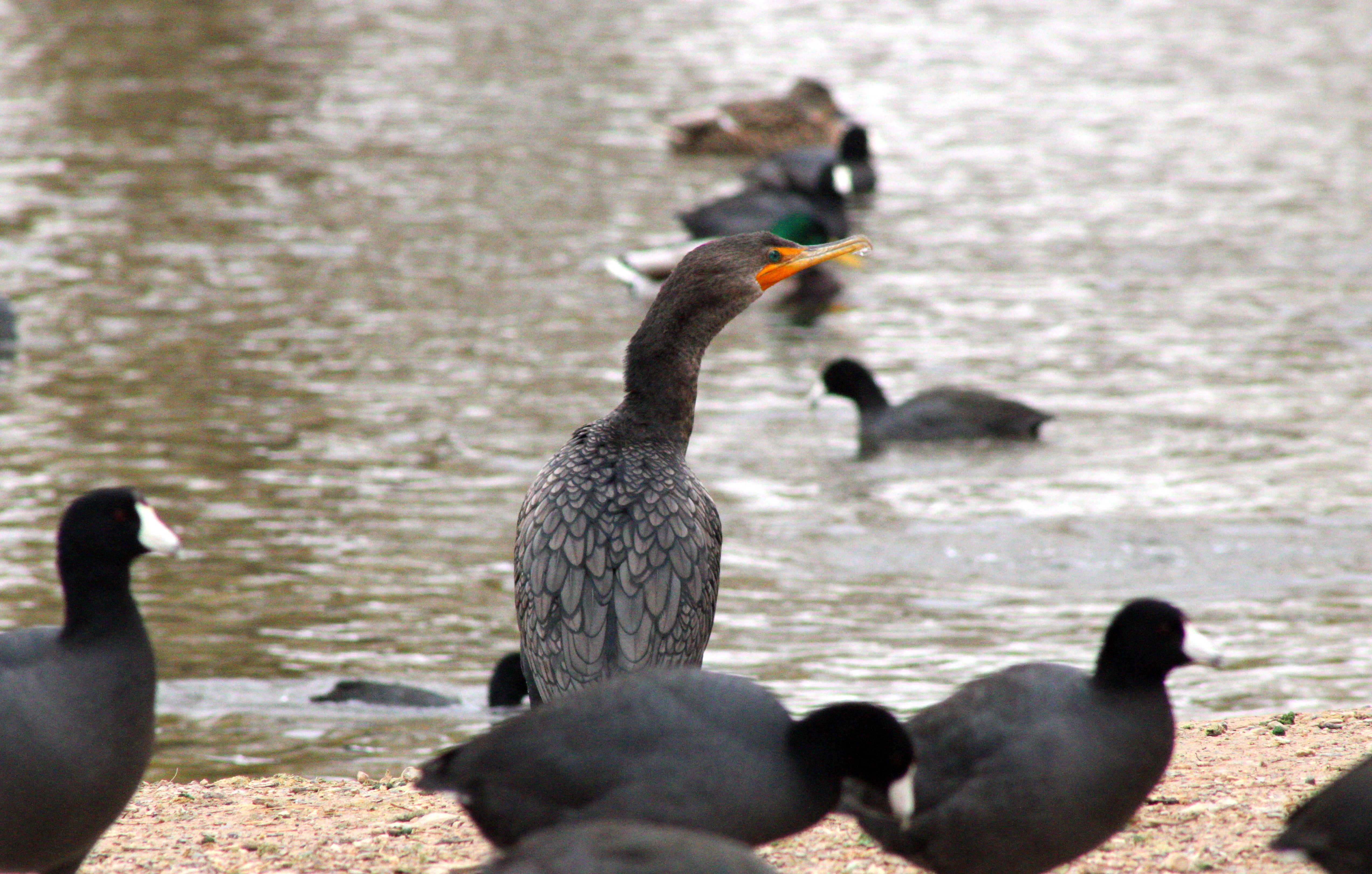 Double-crested Cormorant