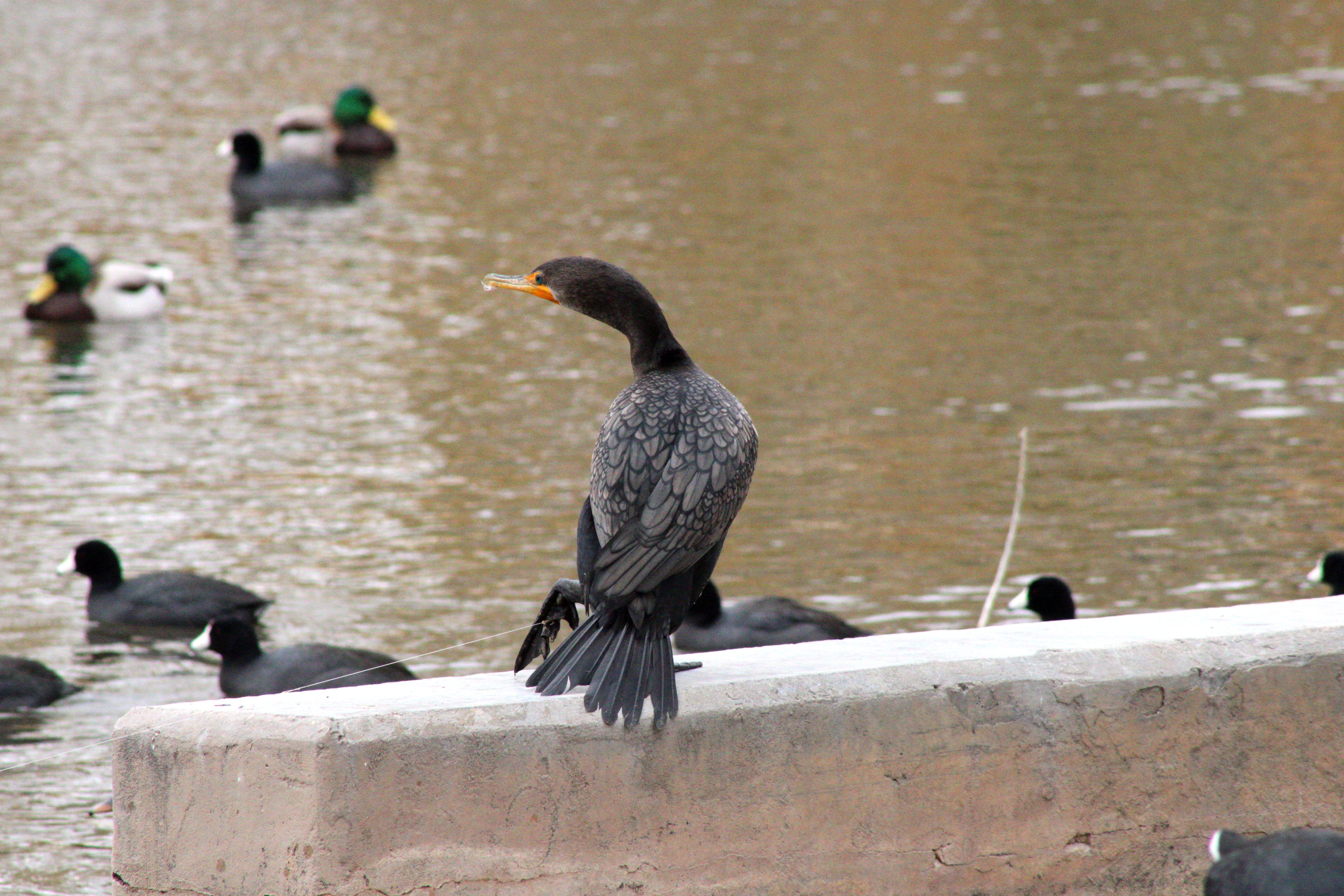 Double-crested Cormorant