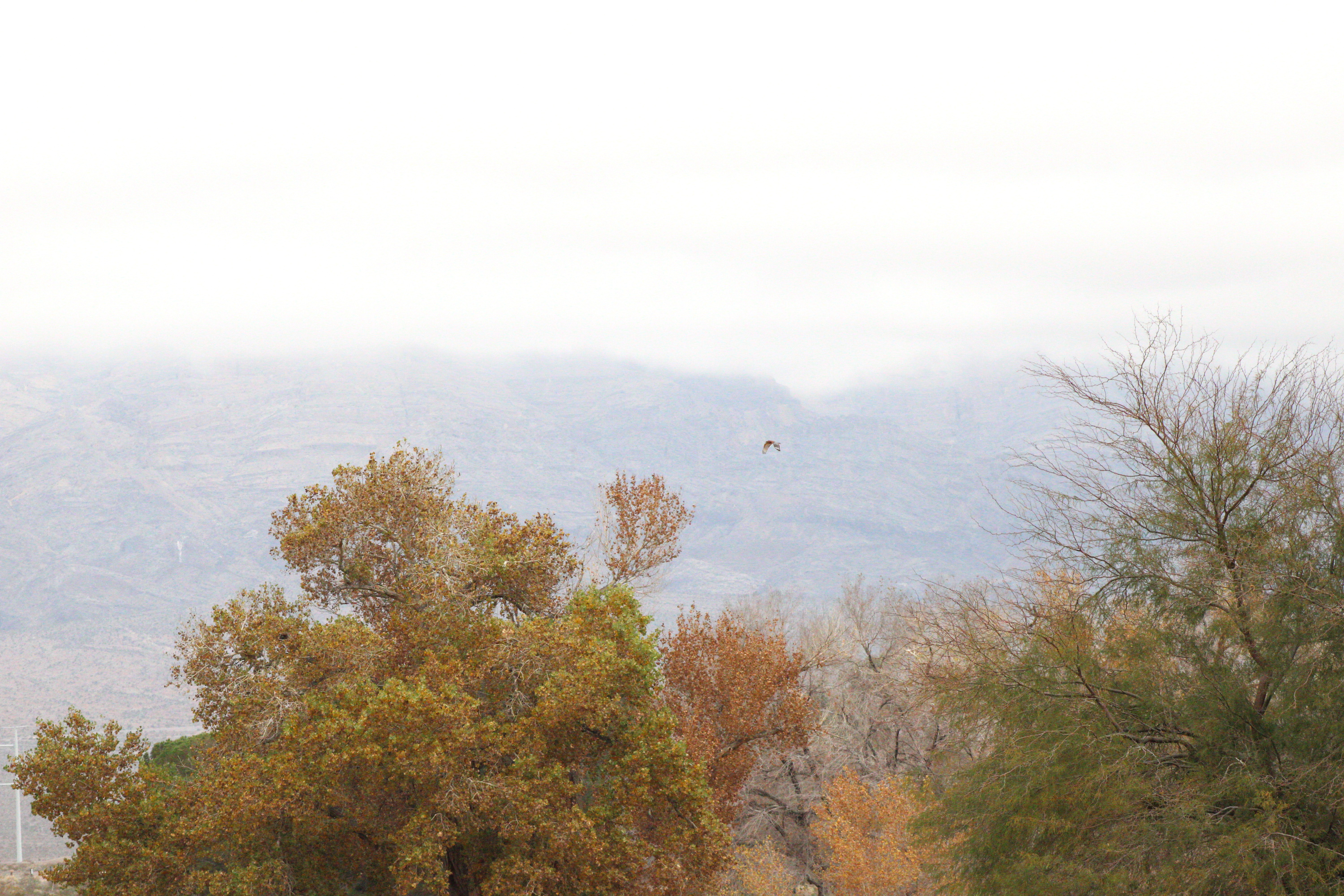 Red-shouldered Hawk