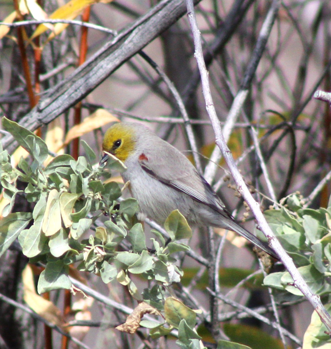 Verdin