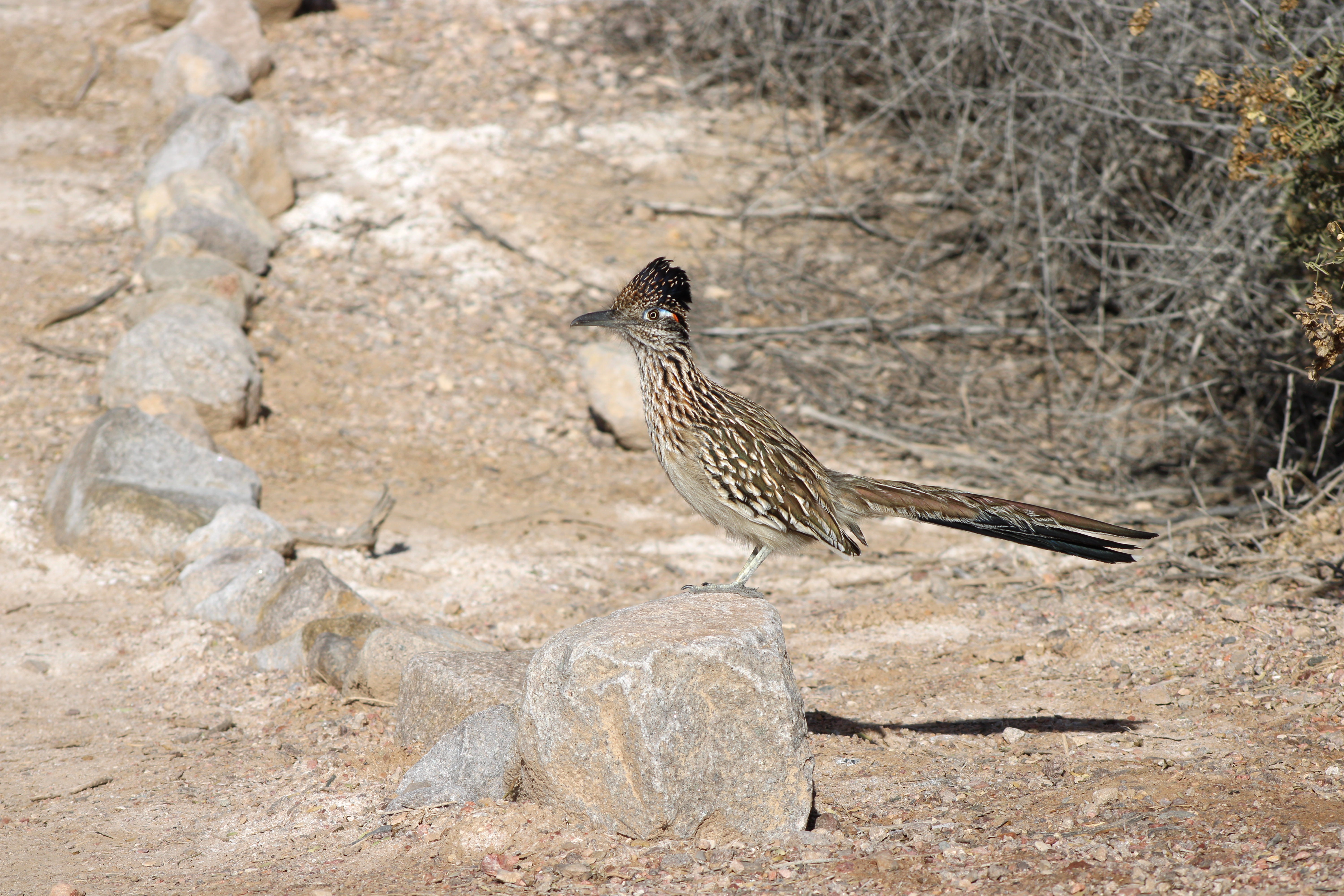 Greater Roadrunner