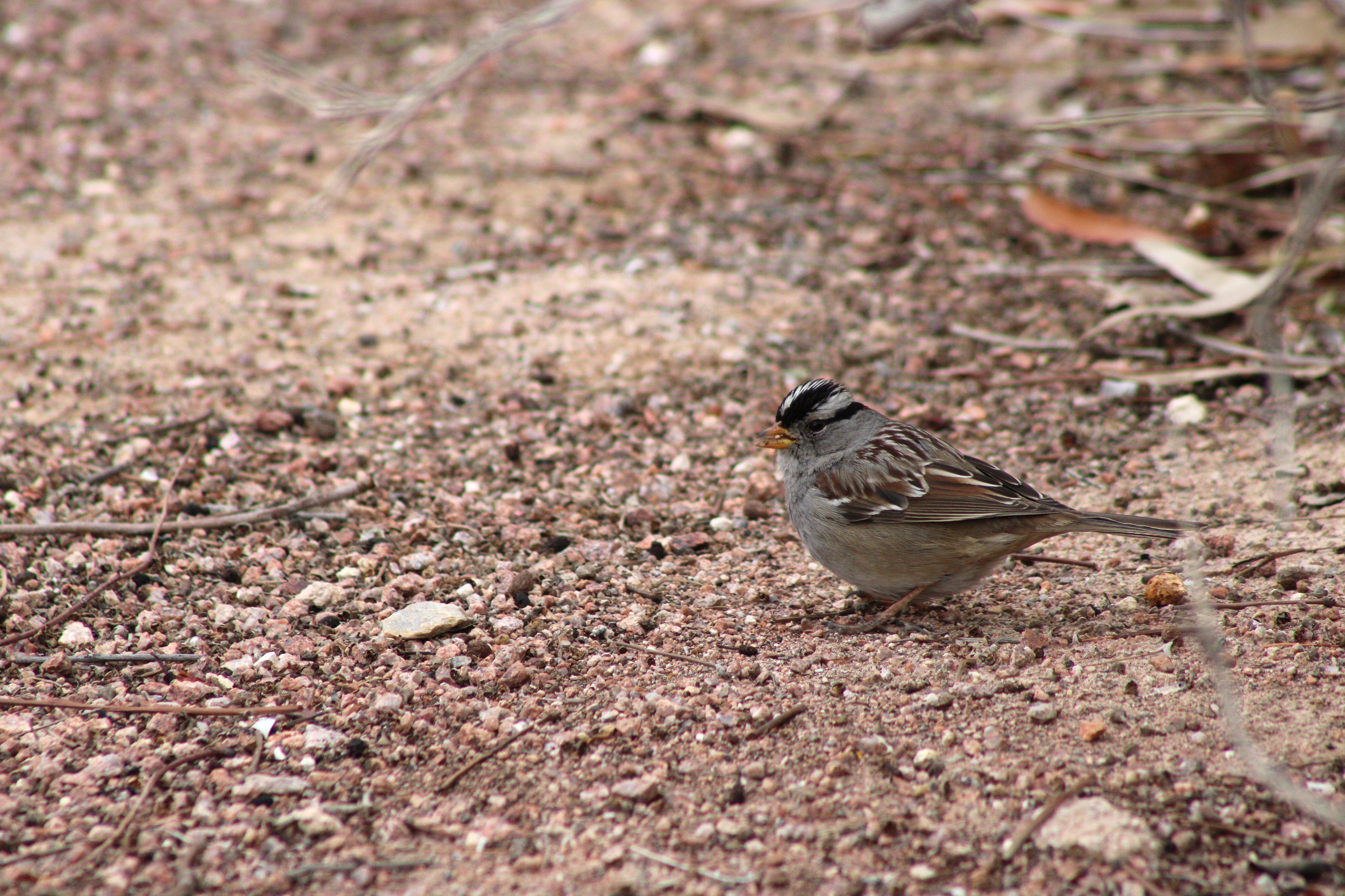 White-crowned Sparrow