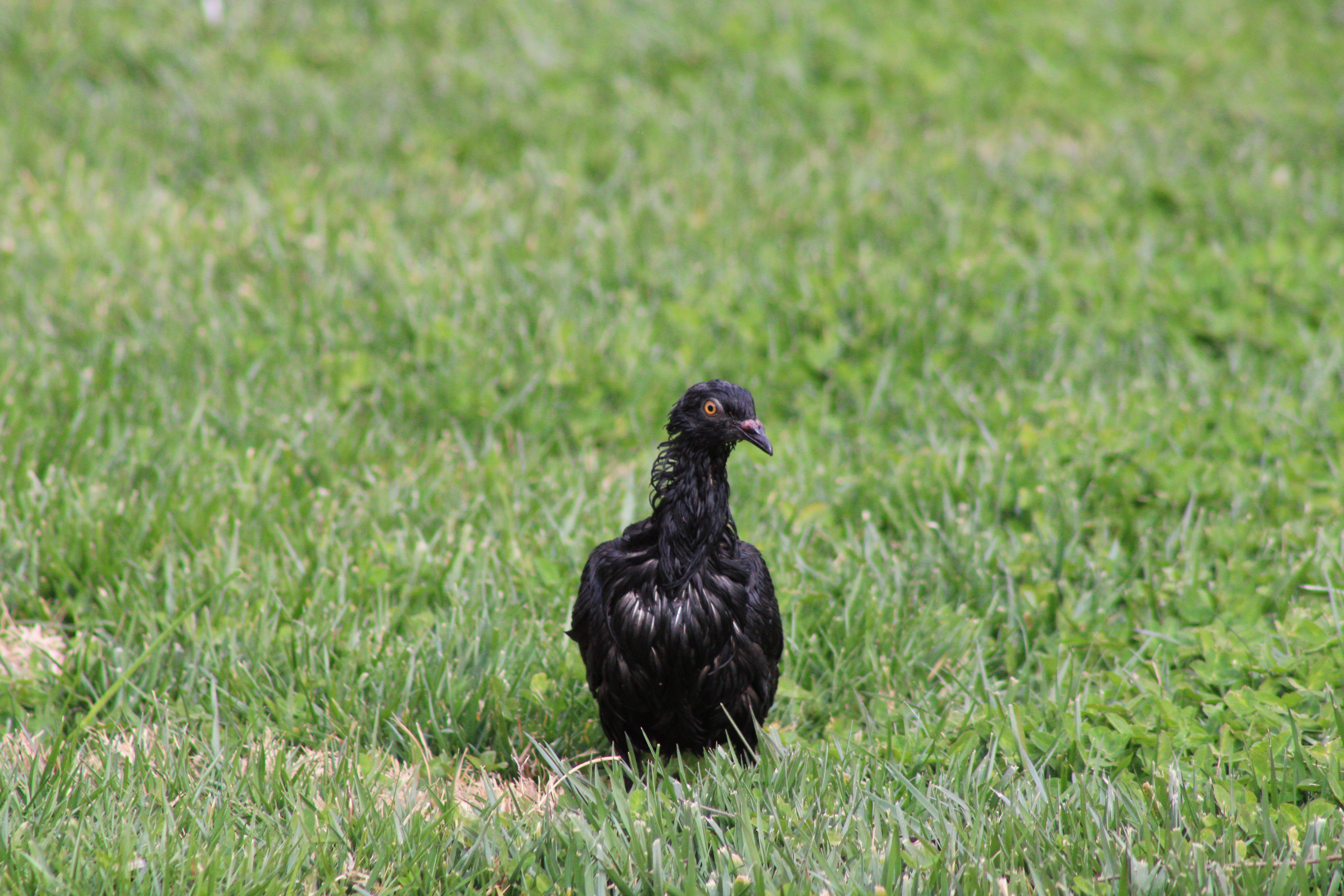 Rock Pigeon