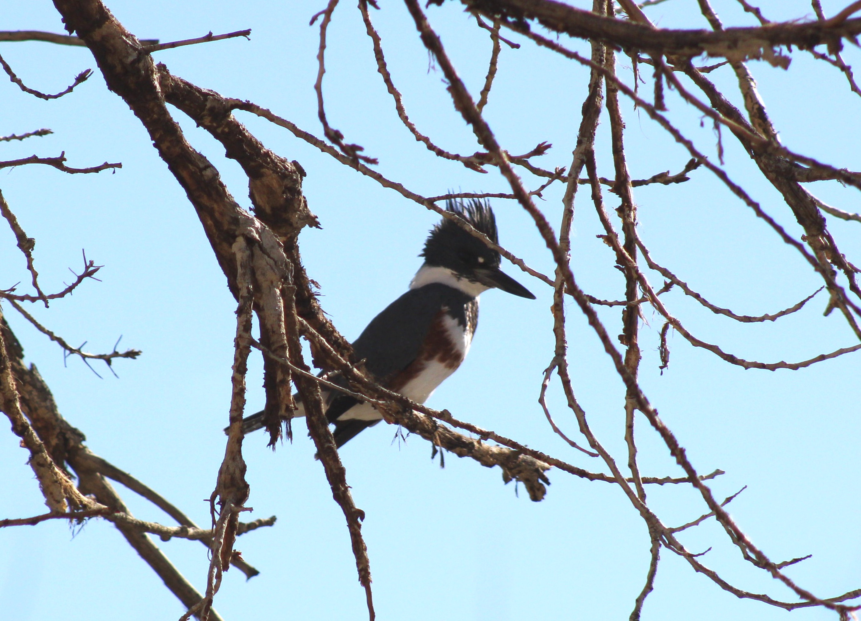 Belted Kingfisher