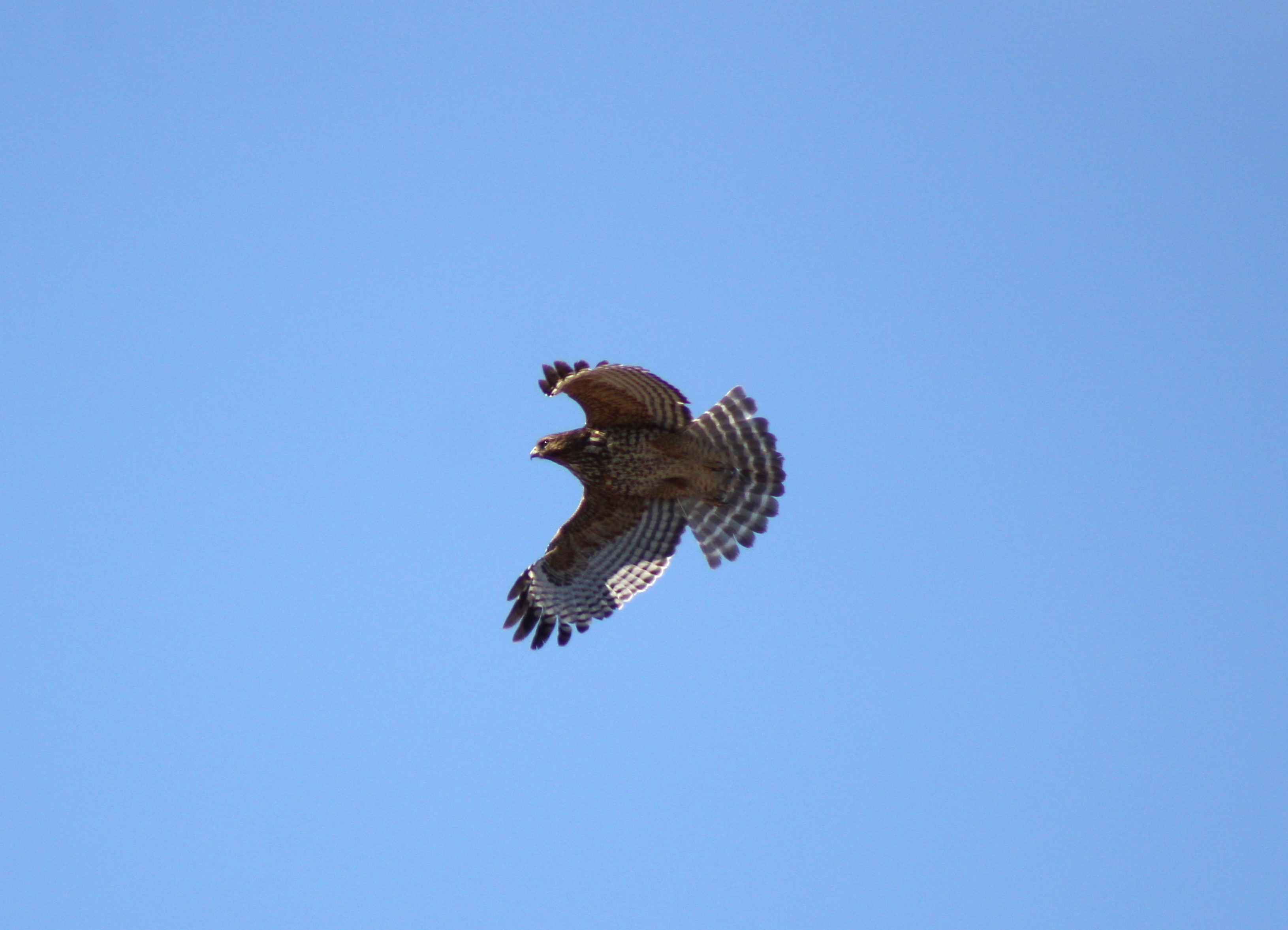 Red-shouldered Hawk