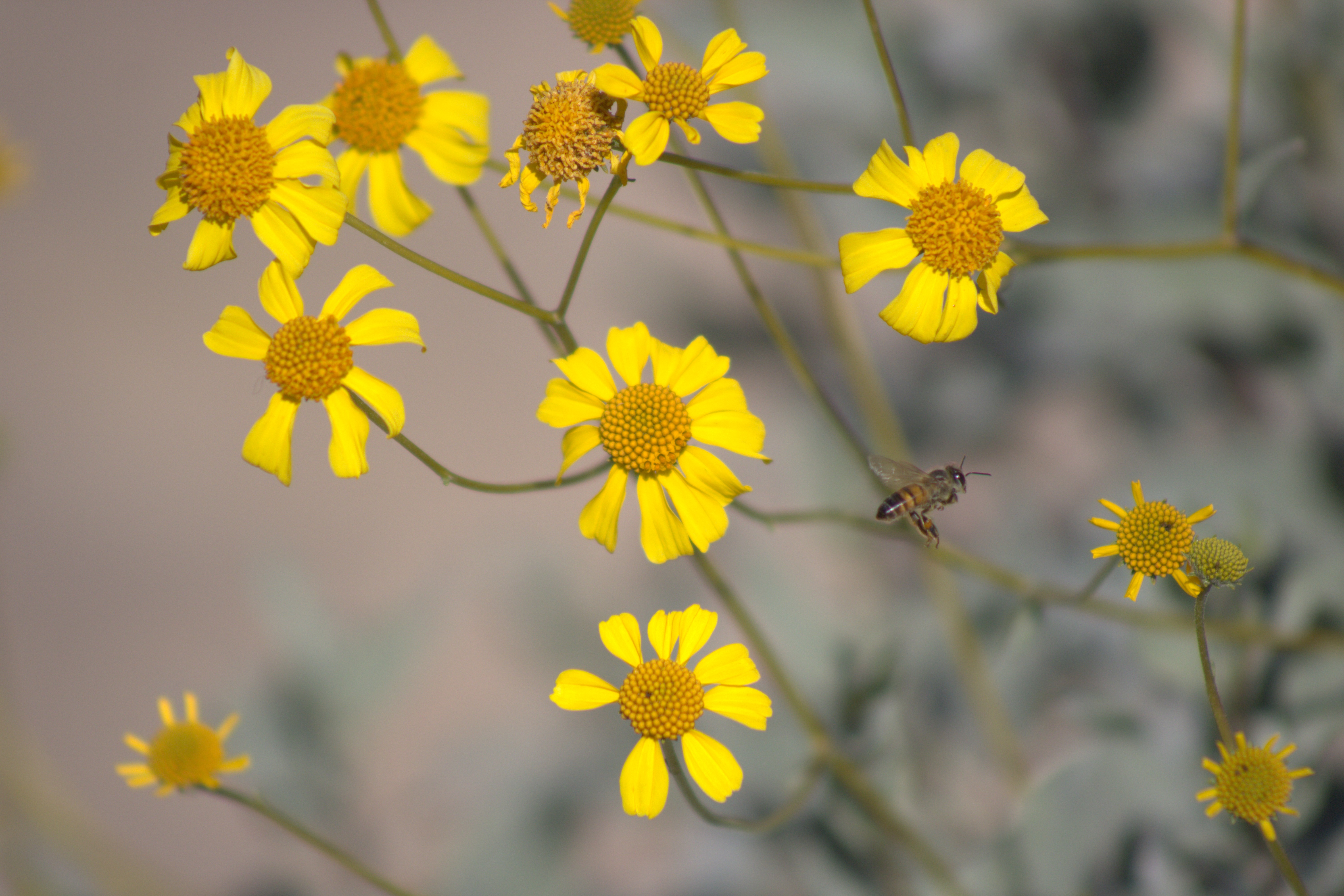 unidentified bee