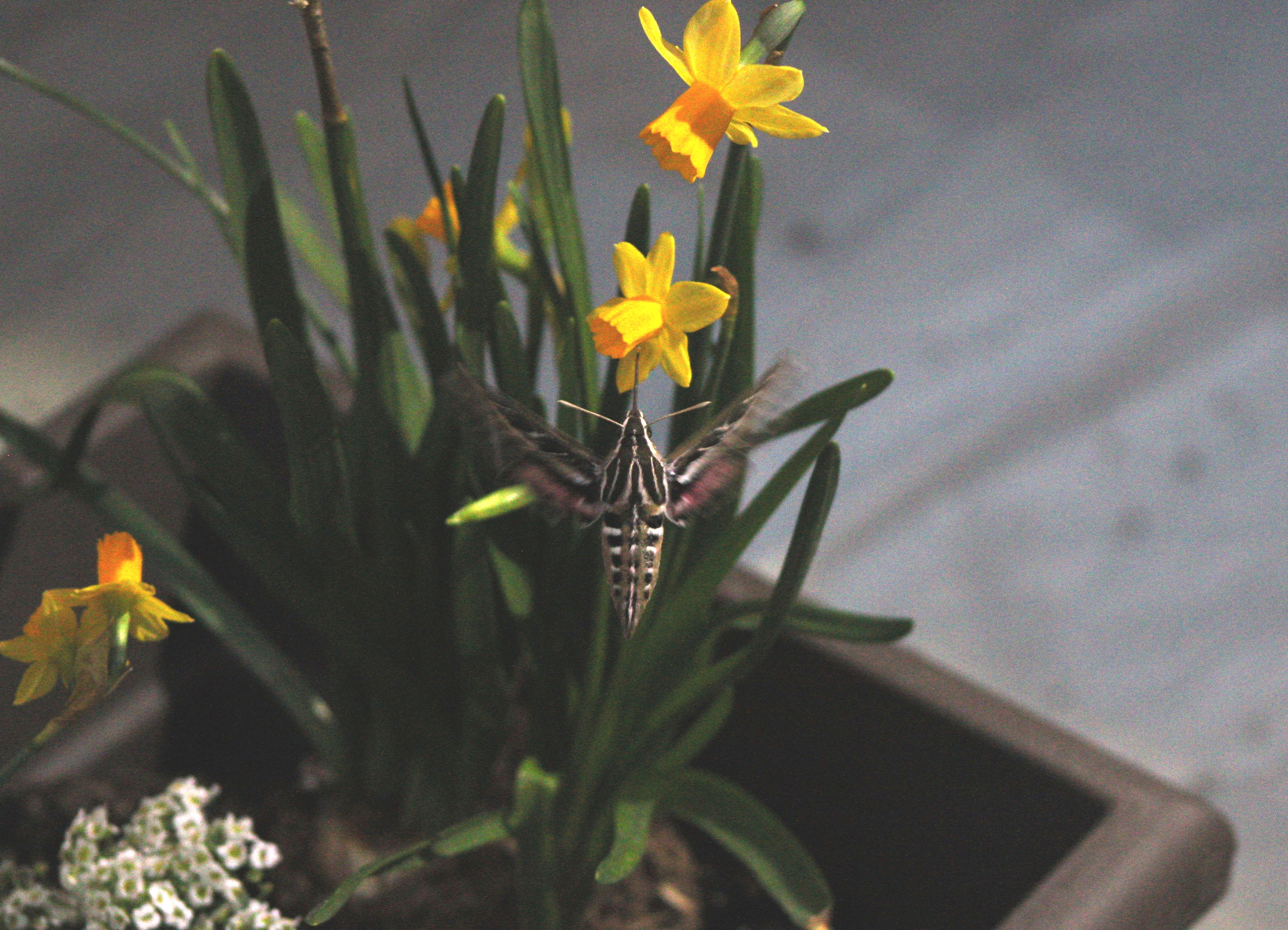 White-lined Sphinx