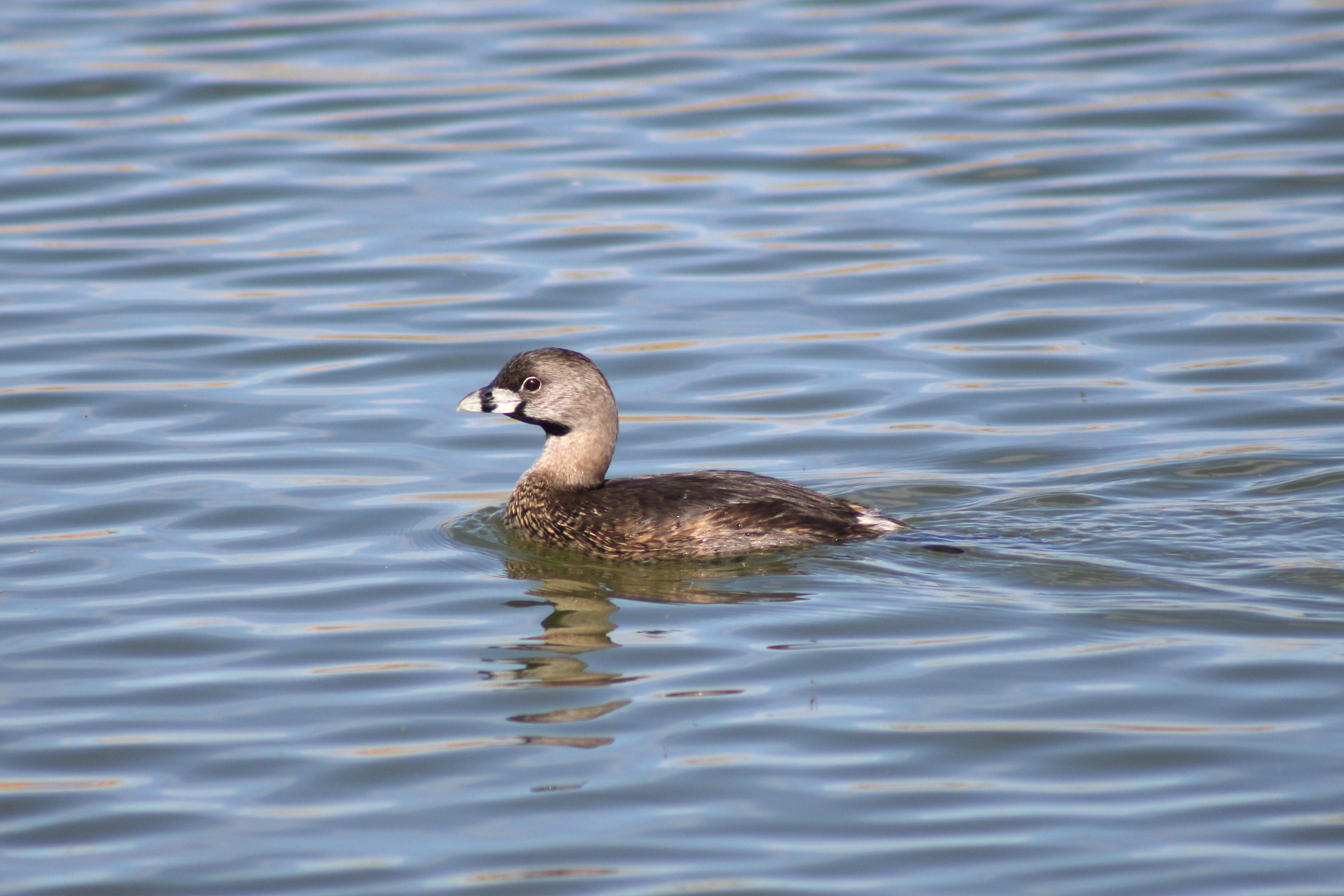 Pied-billed Grebe
