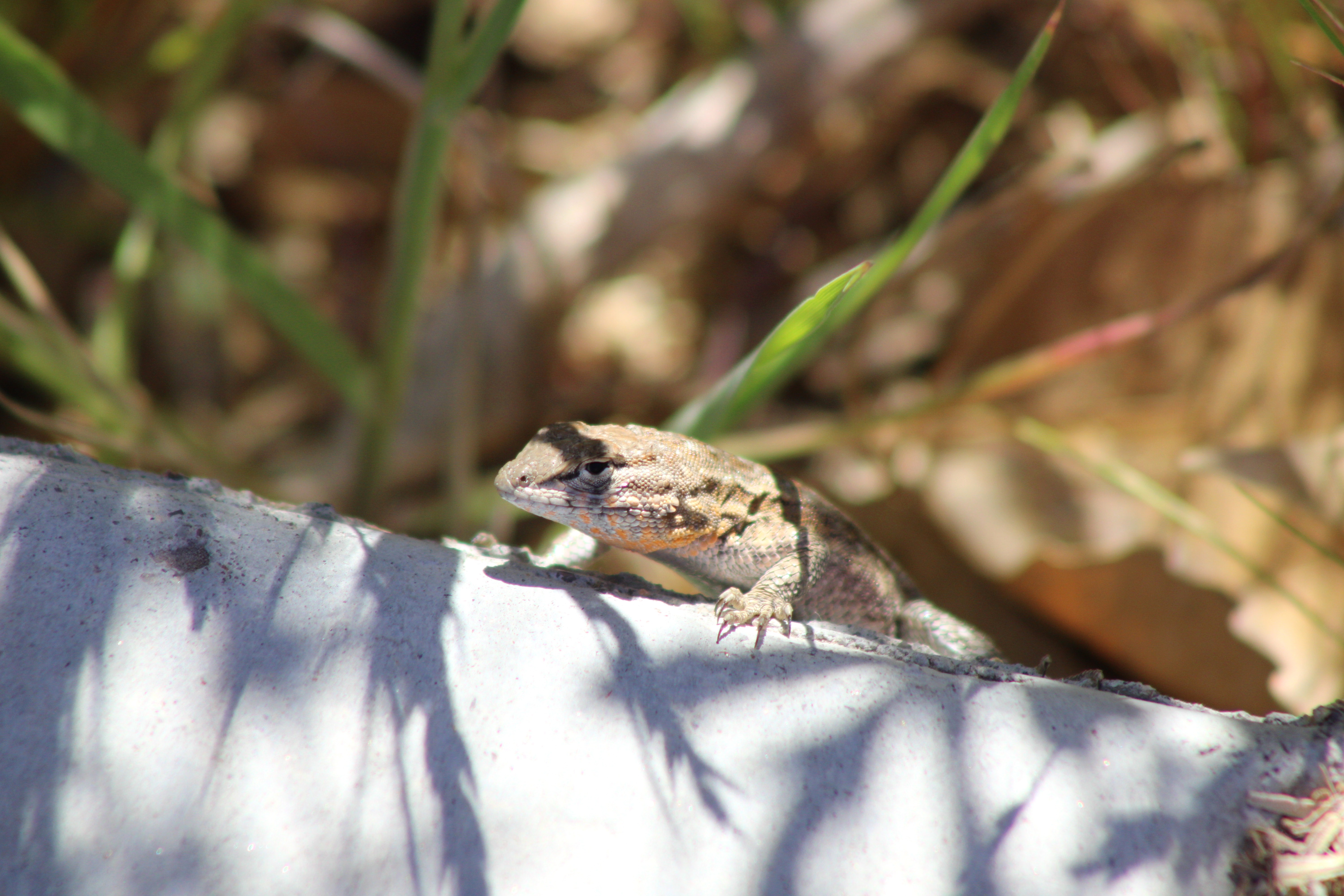Western Side-blotched Lizard