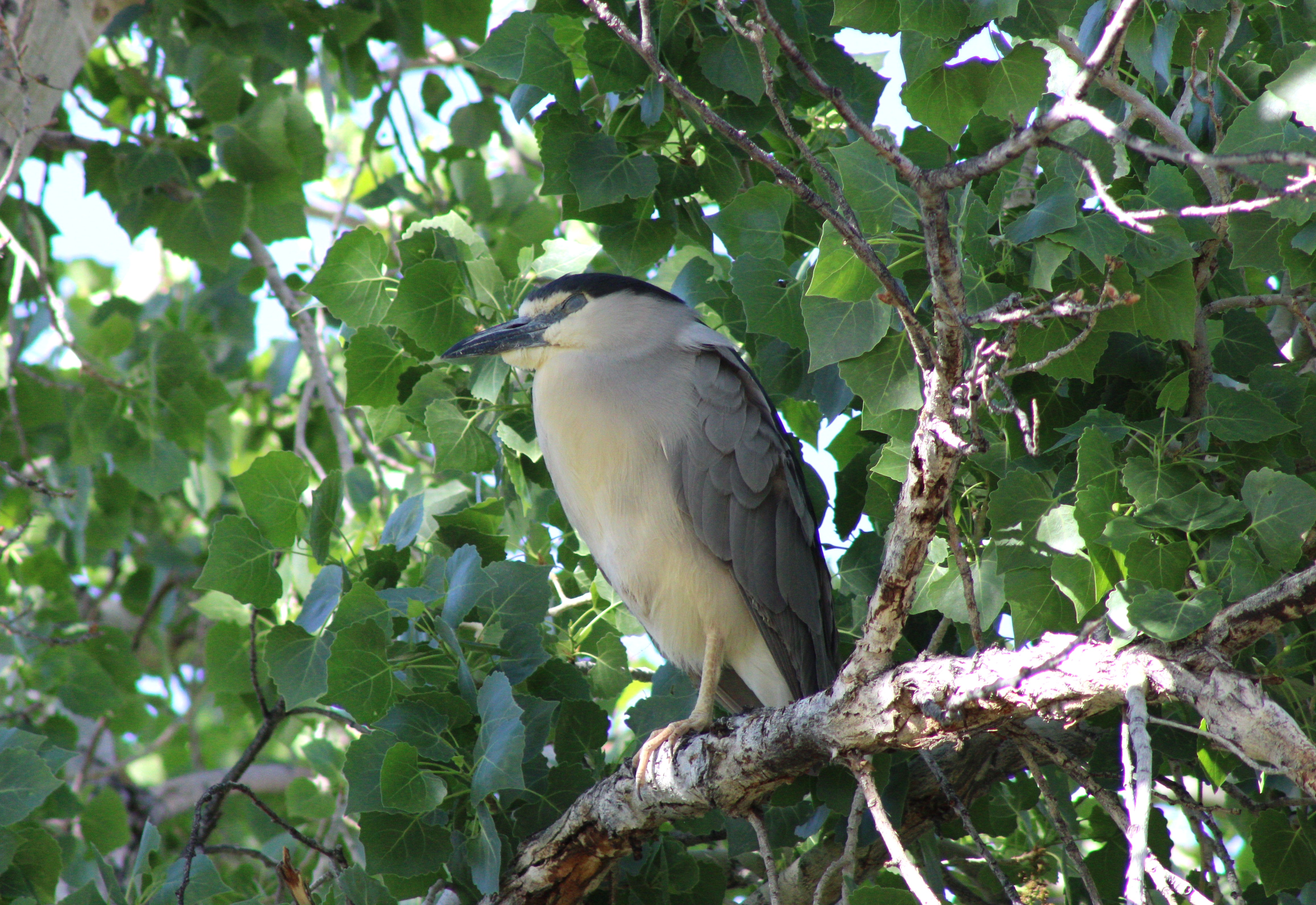 Black-crowned Night Heron