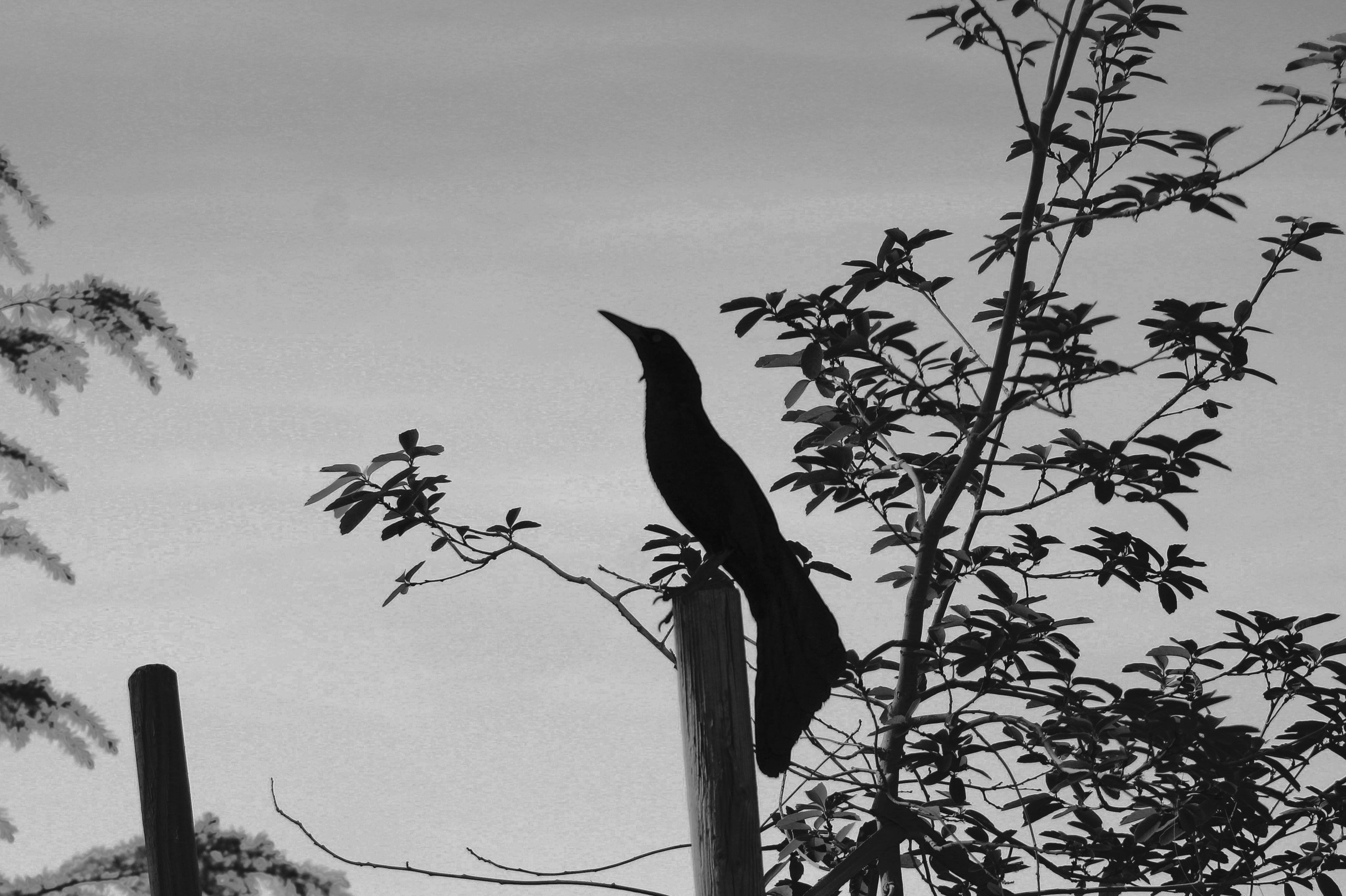 Great-tailed Grackle