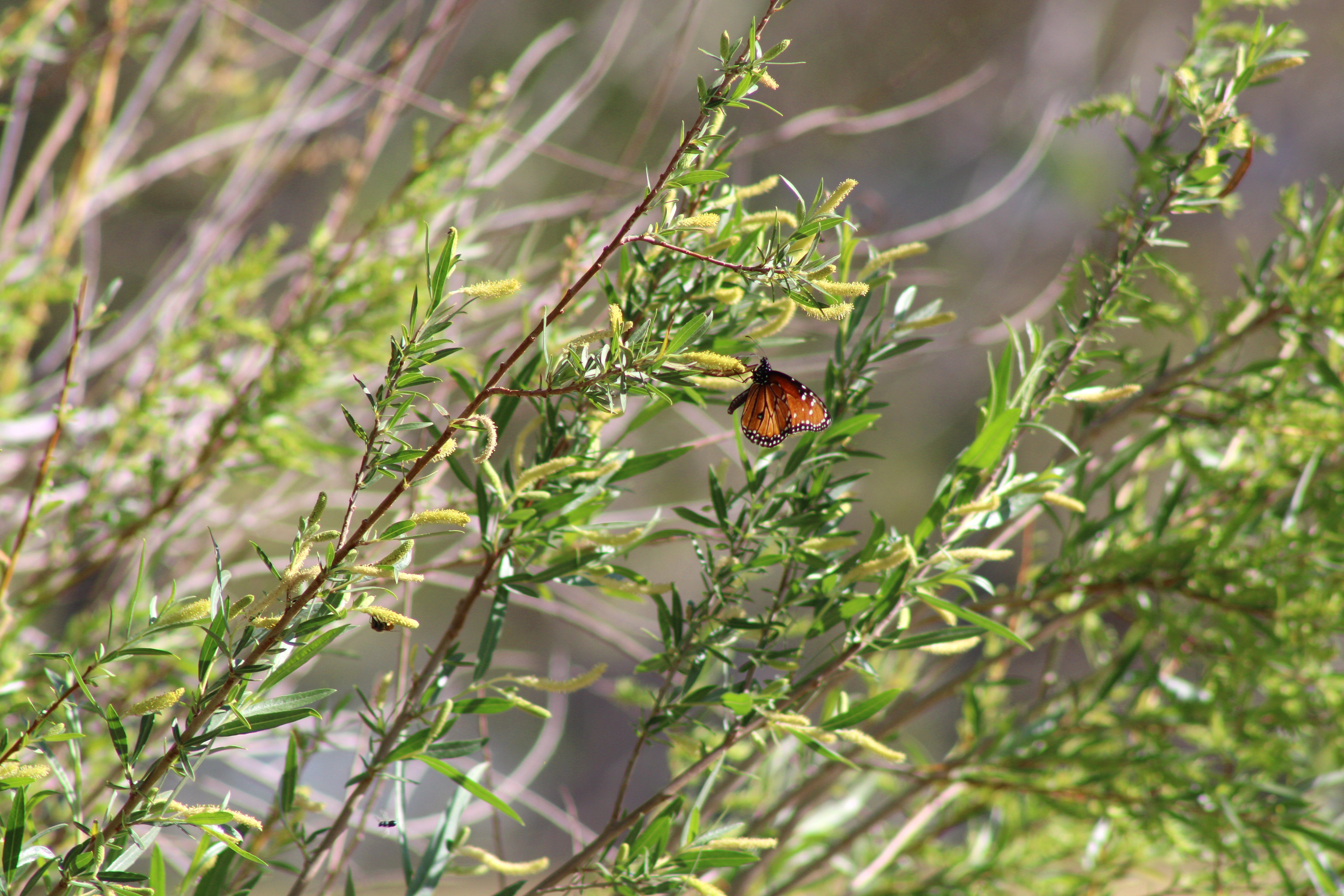 Queen Butterfly