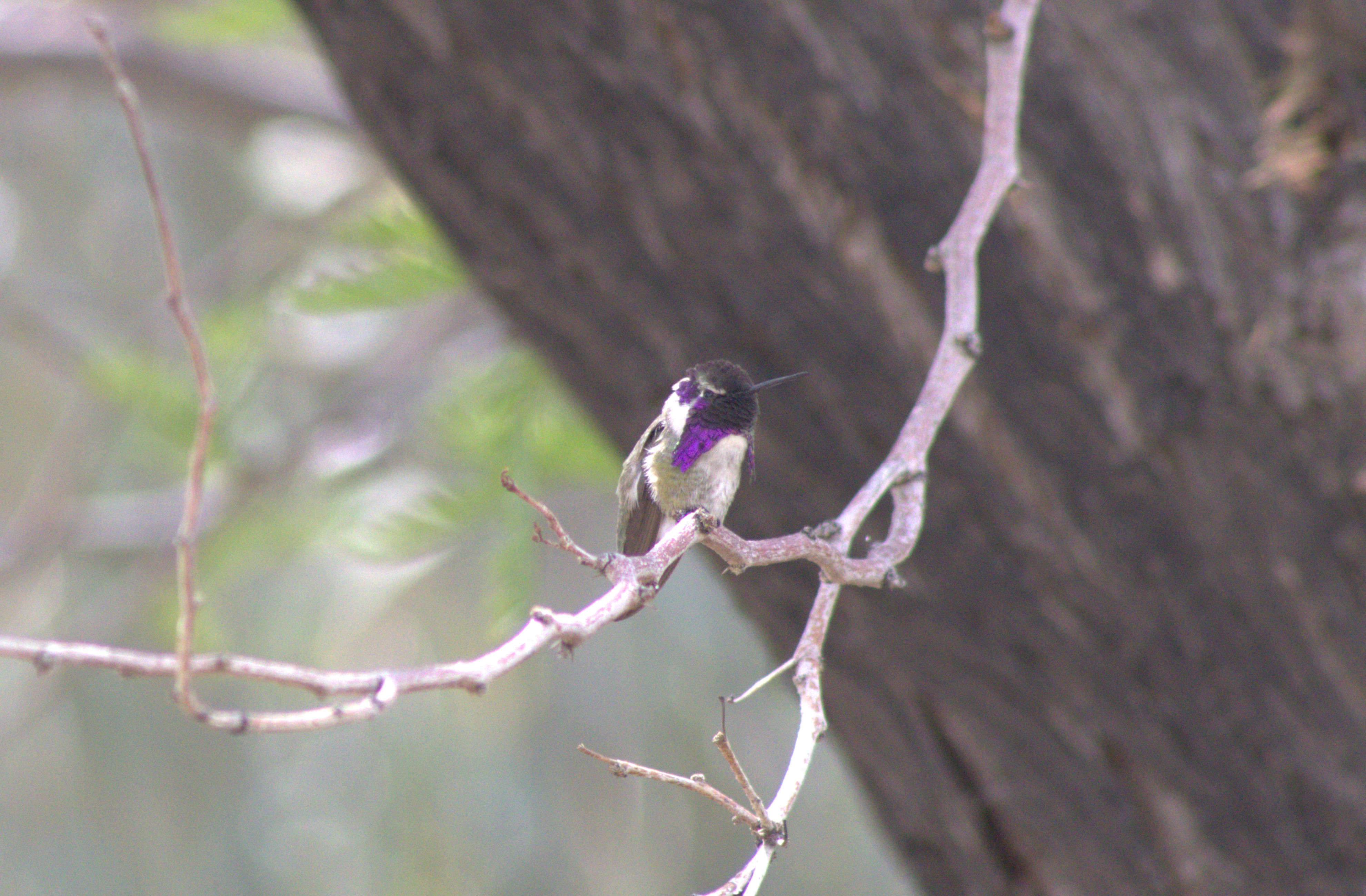 Costa's Hummingbird