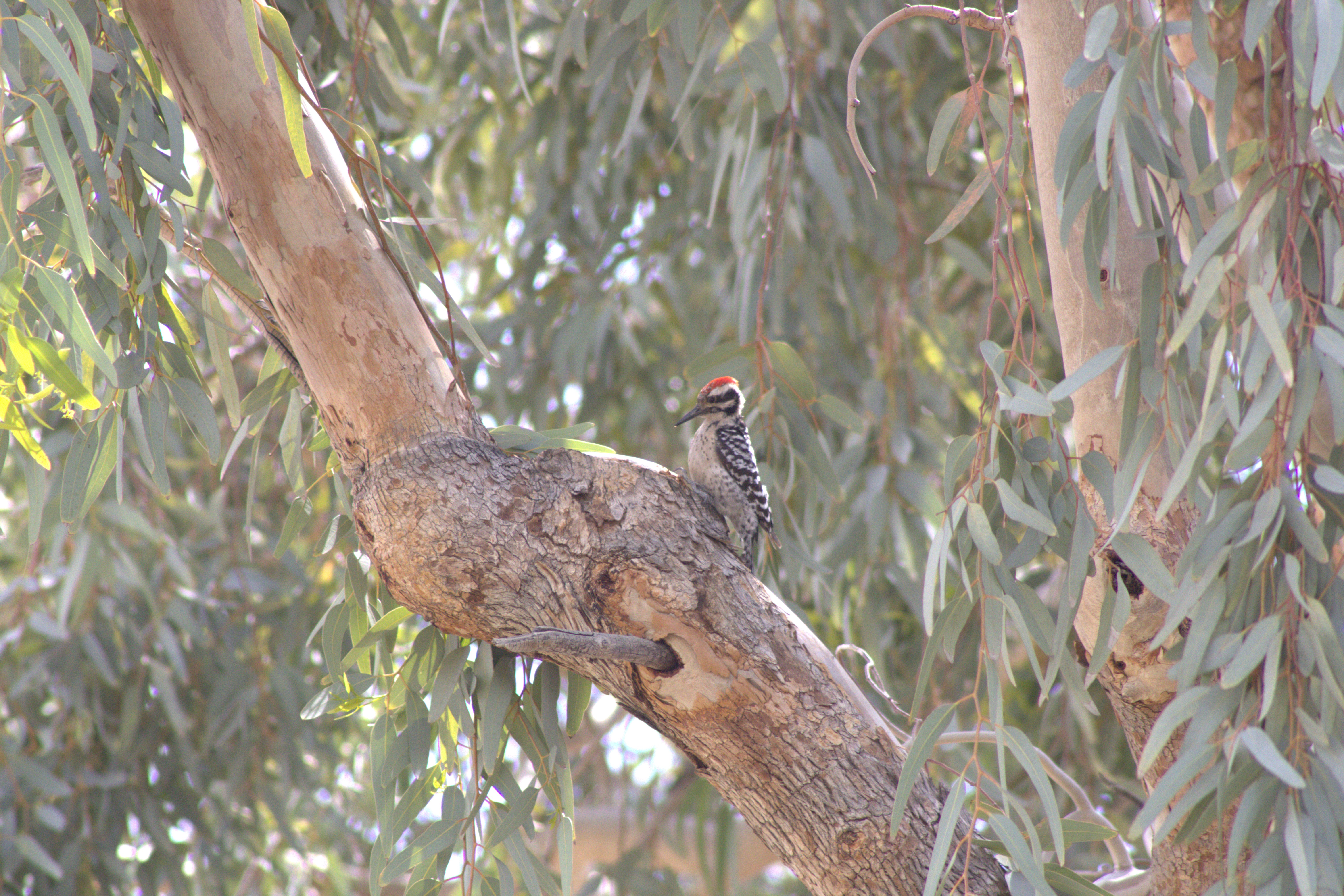 Ladder-backed Woodpecker