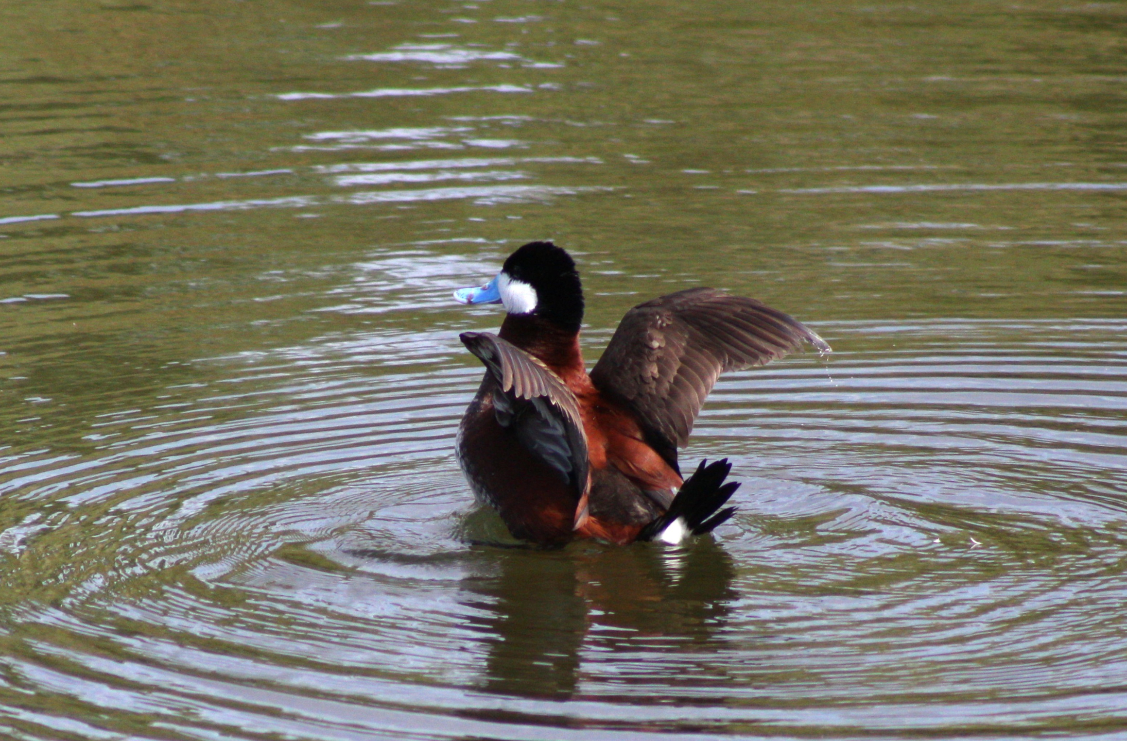 Ruddy Duck