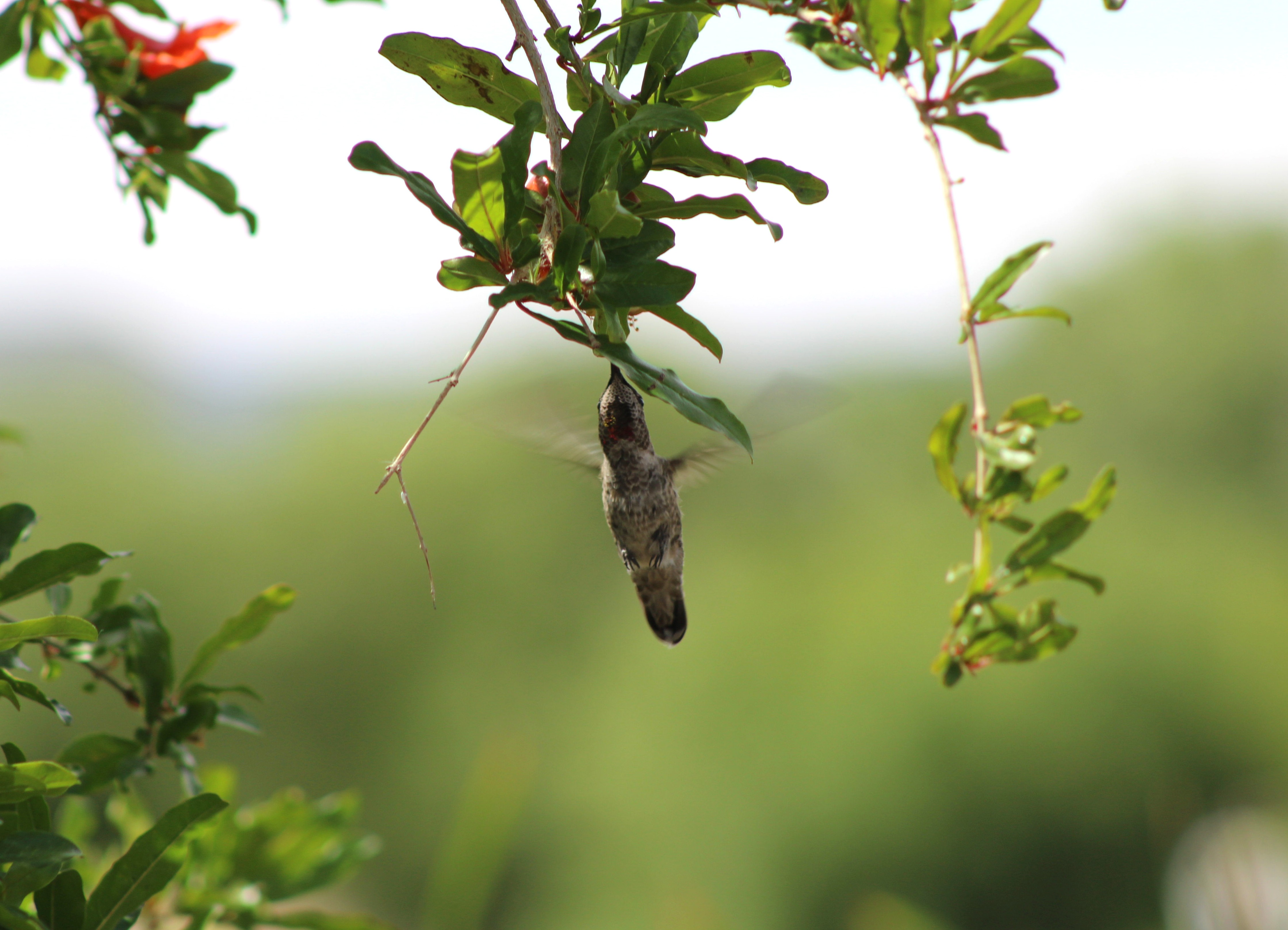 Anna's Hummingbird