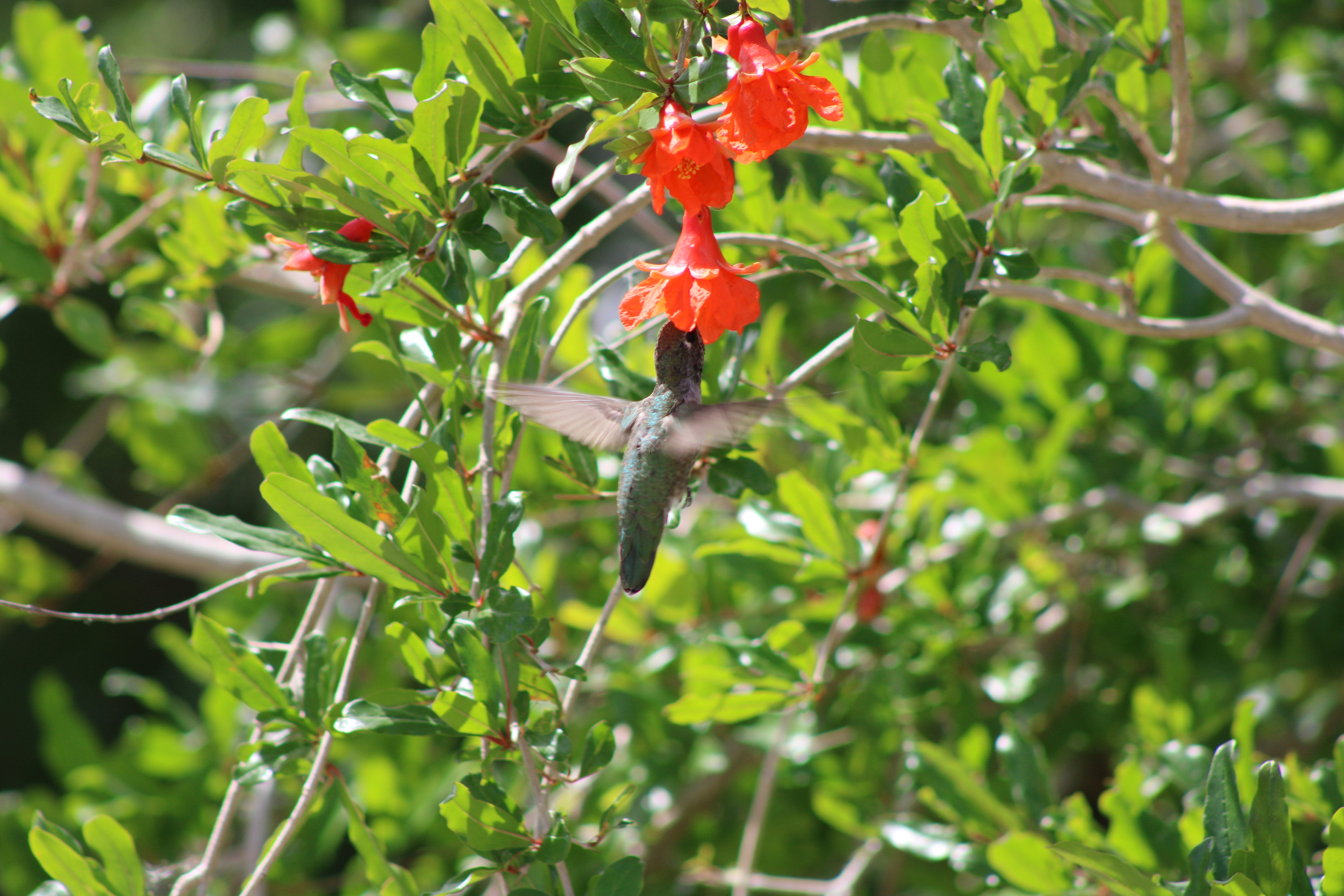 Anna's Hummingbird