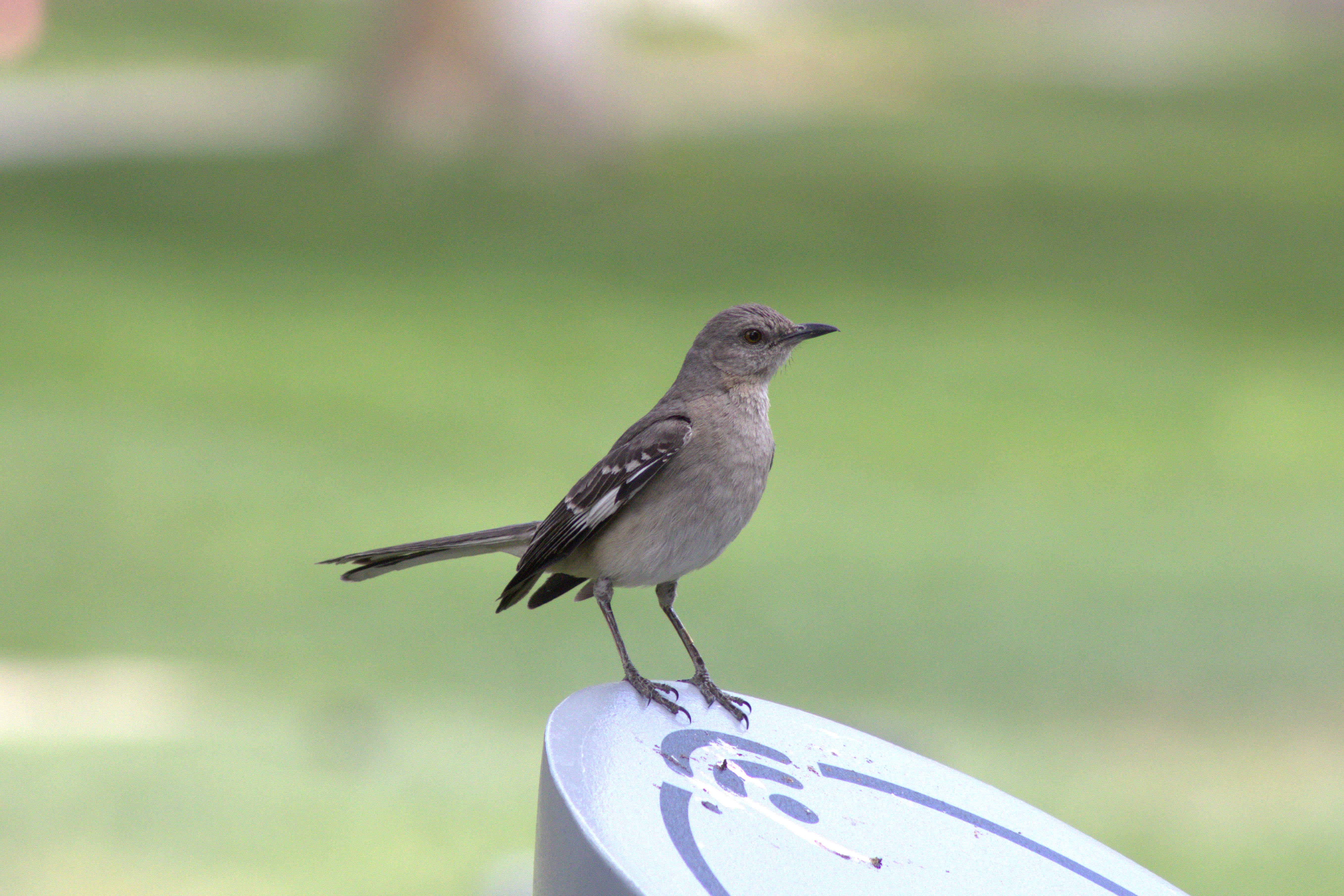 Northern Mockingbird