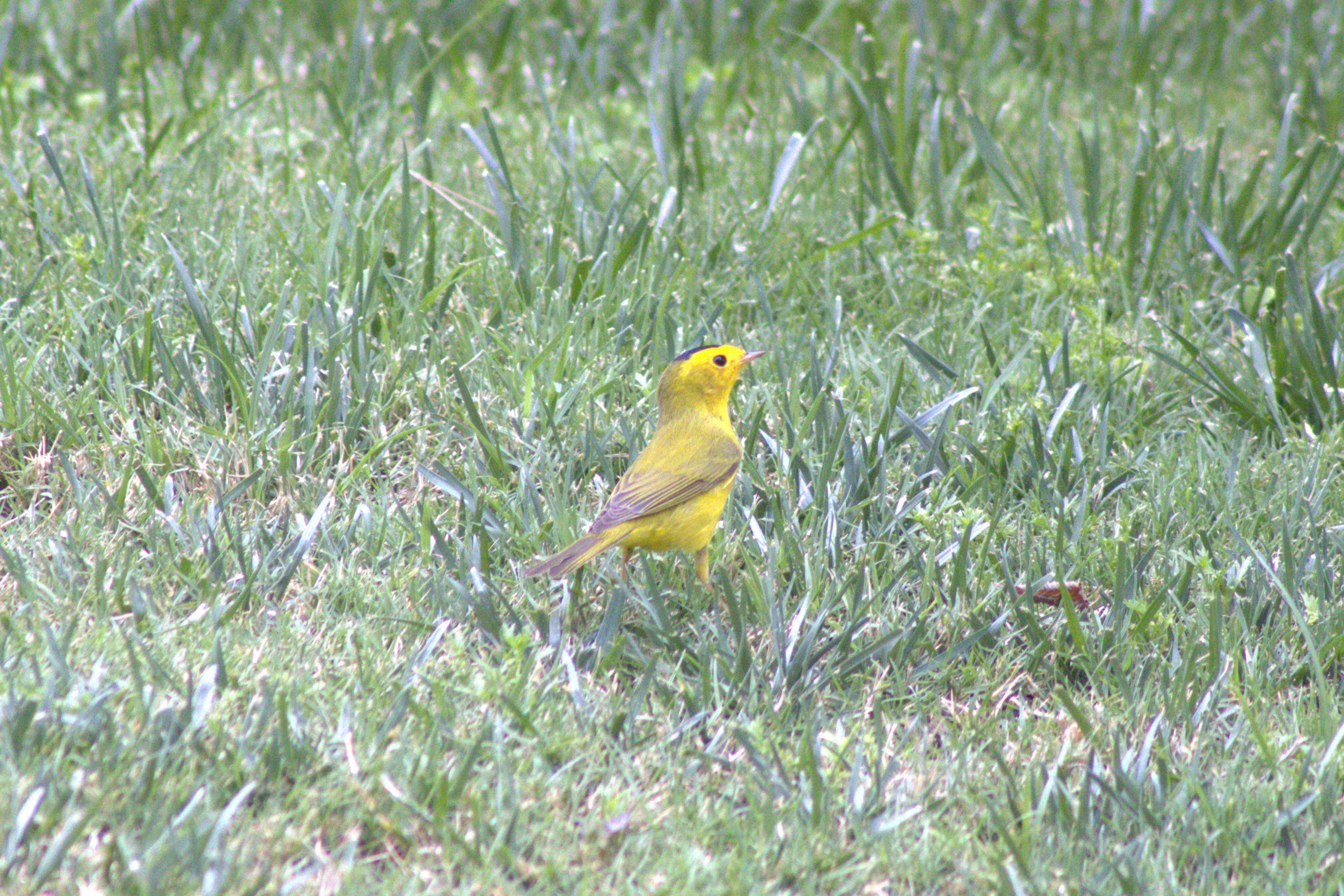 Wilson's Warbler