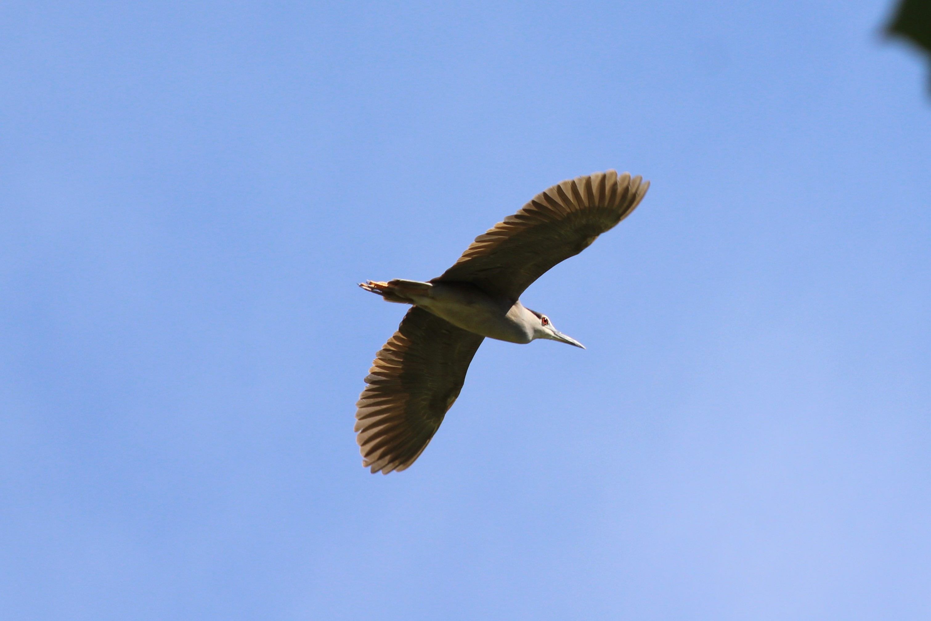 Black-crowned Night Heron